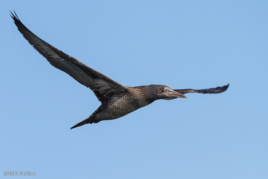 Canon EOS 7D sample photo. Alcatraz atlántico (morus bassanus). photography