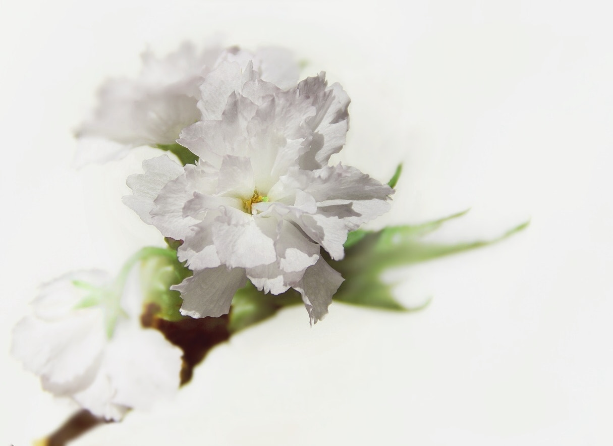 Sony DT 18-200mm F3.5-6.3 sample photo. Snowwhite photography