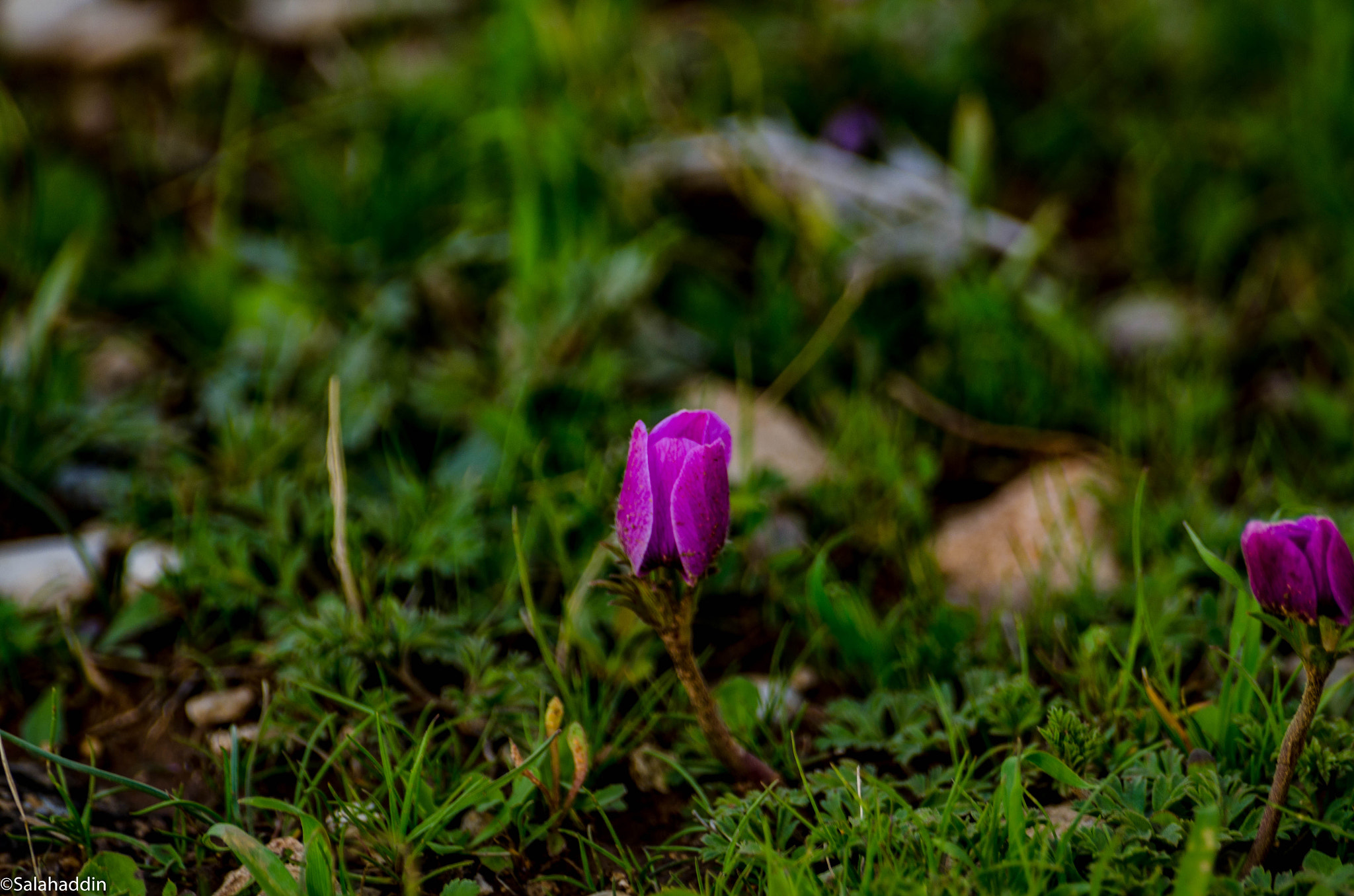 Nikon D7000 sample photo. Wild spring flowers photography