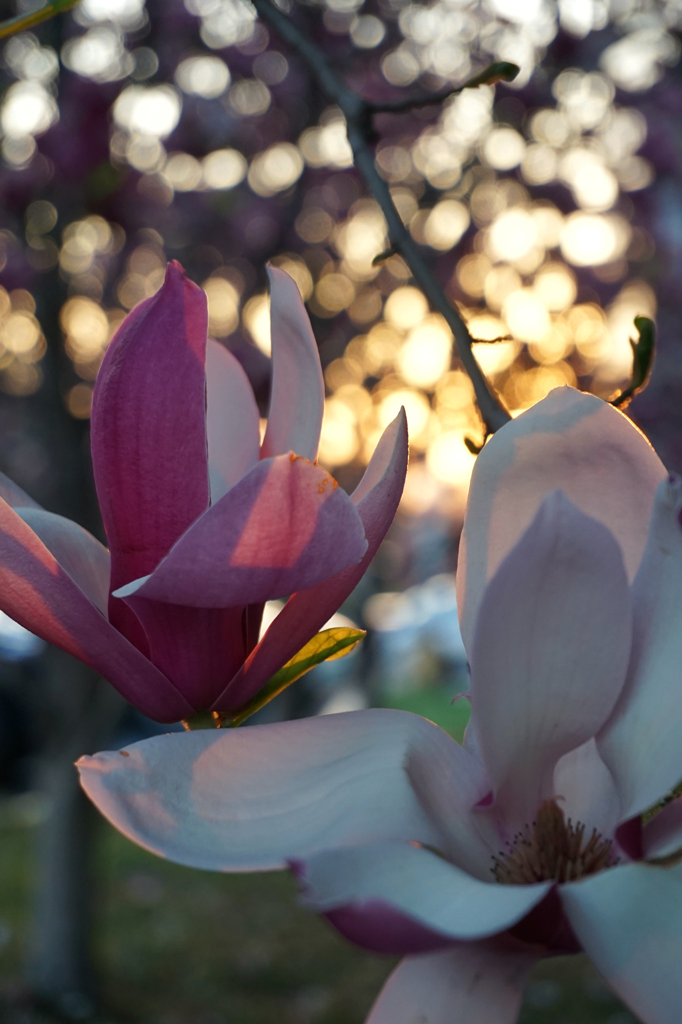 Sony E 18-50mm F4-5.6 sample photo