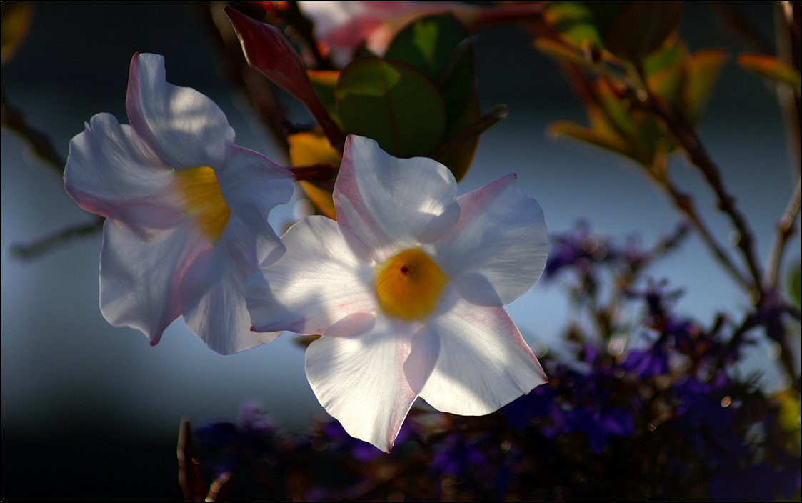 Sony 75-300mm F4.5-5.6 sample photo. Morning stars photography