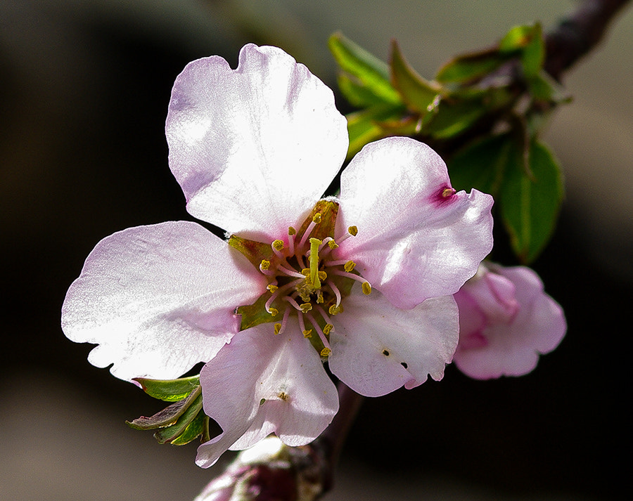 Pentax K20D sample photo. Garden photography