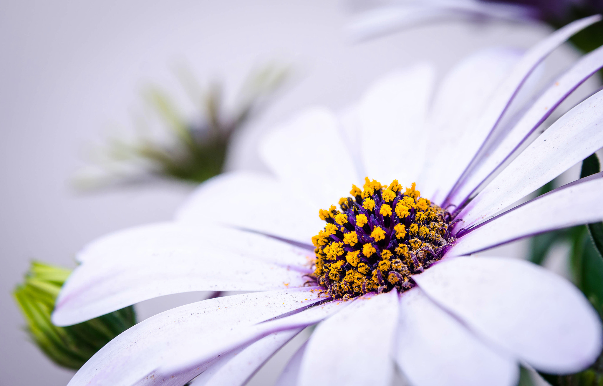 Nikon AF Nikkor 24-85mm F2.8-4D IF sample photo. African daisy - margherita africana photography
