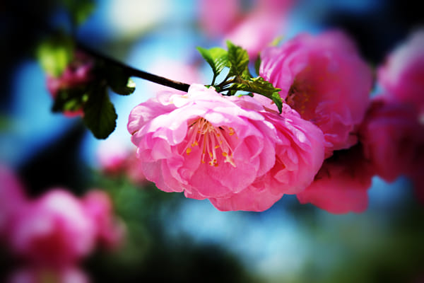 Sigma 18-200mm F3.5-6.3 II DC OS HSM sample photos - ExploreCams