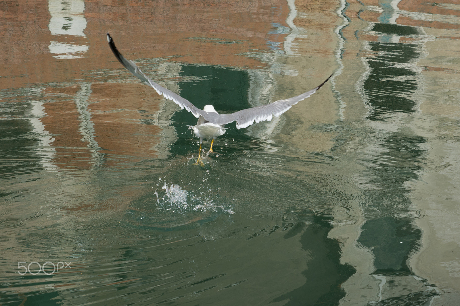 Nikon D5200 sample photo. Walking on the venice water surface photography
