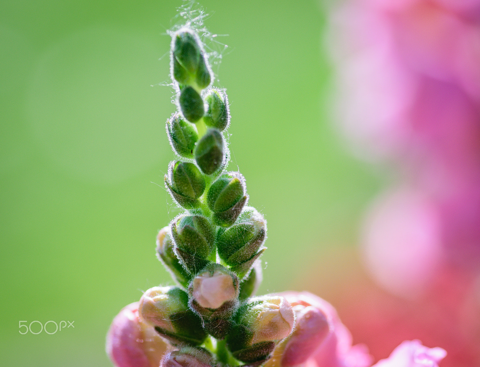 Nikon AF-S Micro-Nikkor 105mm F2.8G IF-ED VR sample photo. Flower photography