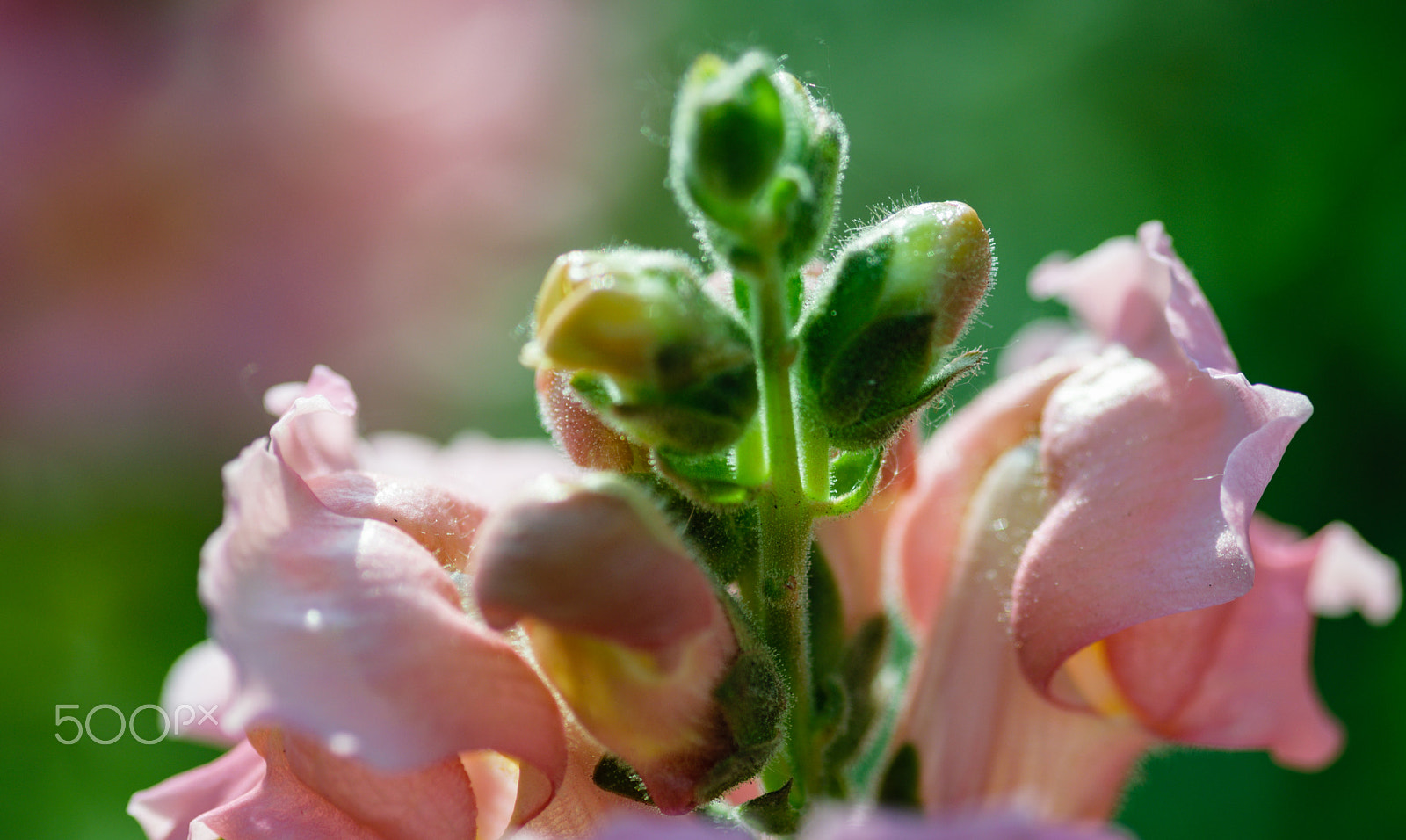 Nikon AF-S Micro-Nikkor 105mm F2.8G IF-ED VR sample photo. Flower photography