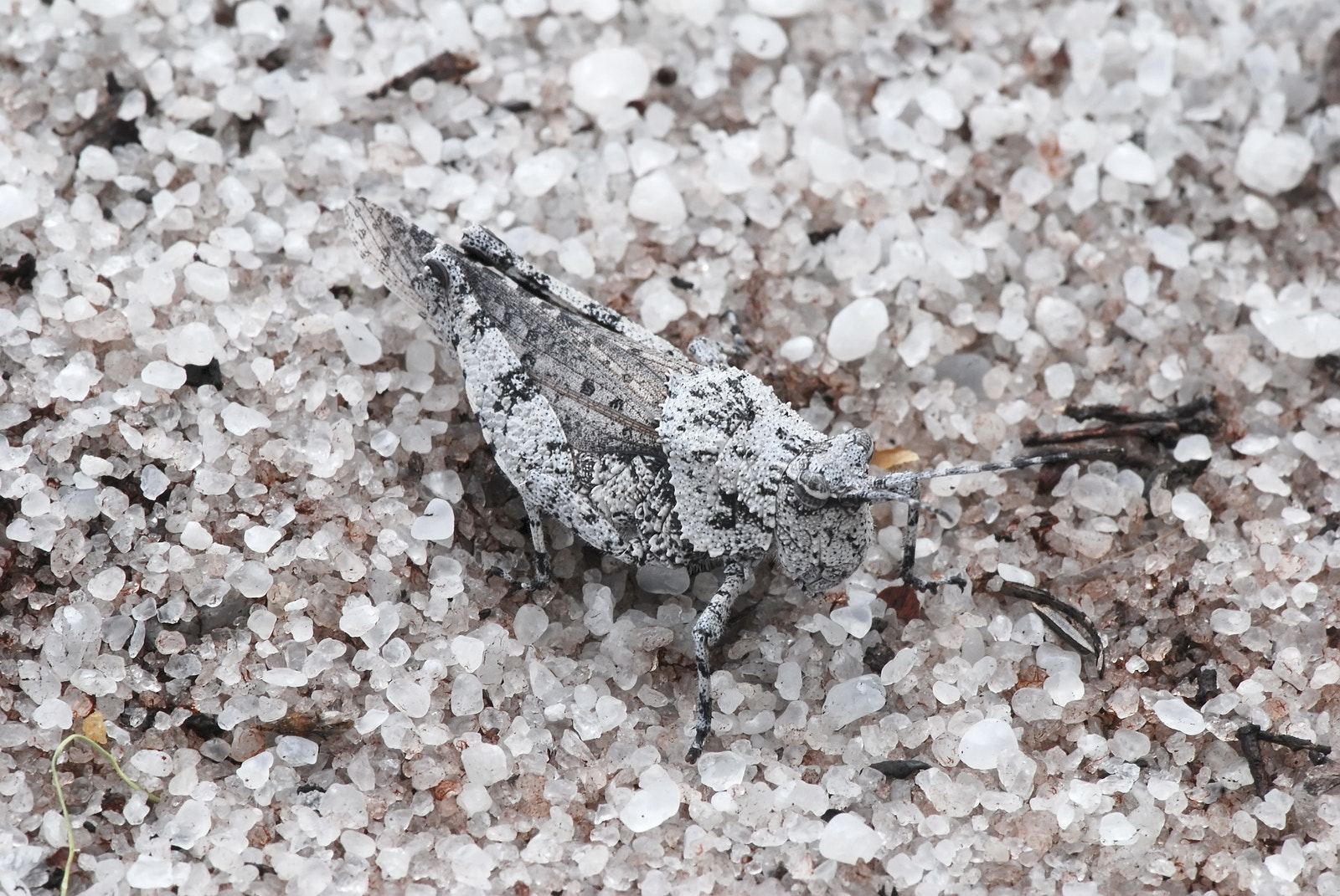 Nikon AF-S Micro-Nikkor 105mm F2.8G IF-ED VR sample photo. White cricket photography