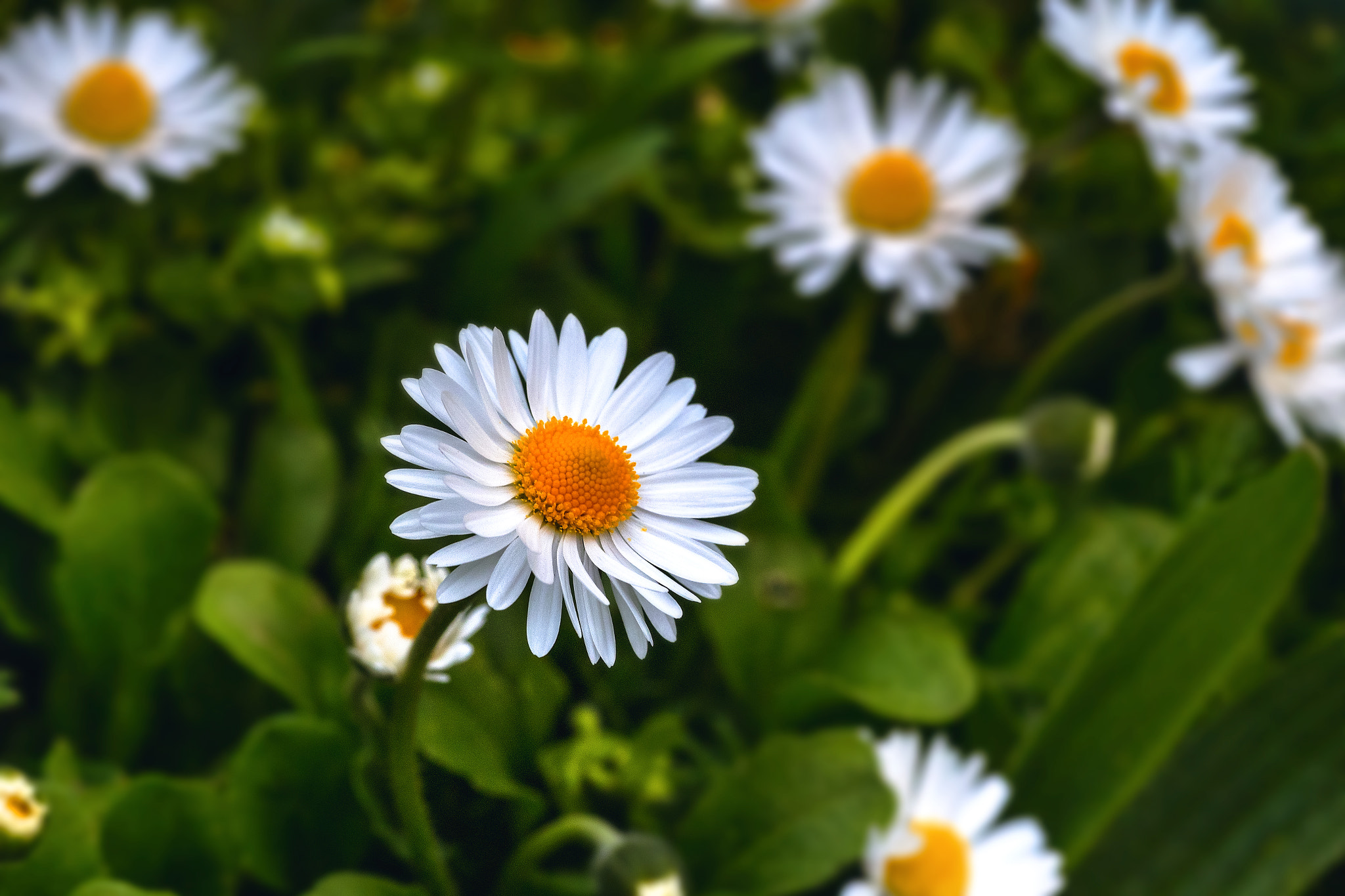 Canon EOS 6D + Tamron SP AF 90mm F2.8 Di Macro sample photo. Oxeye daisy photography