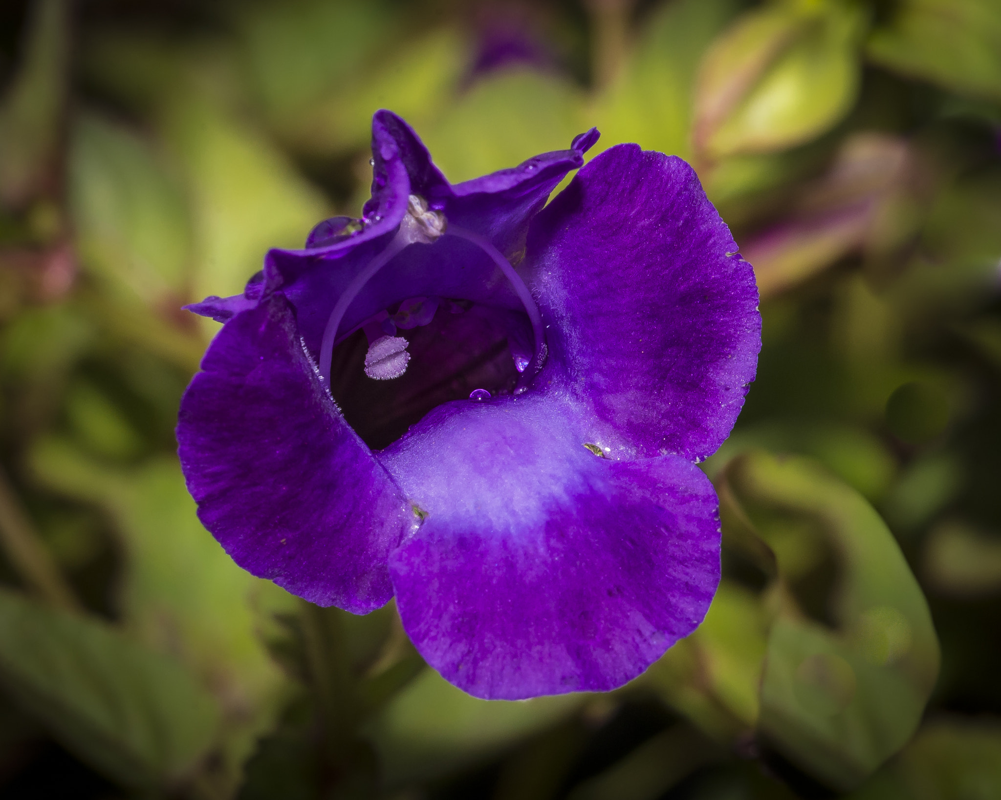 Sigma 105mm F2.8 EX DG OS HSM sample photo. Ton photography