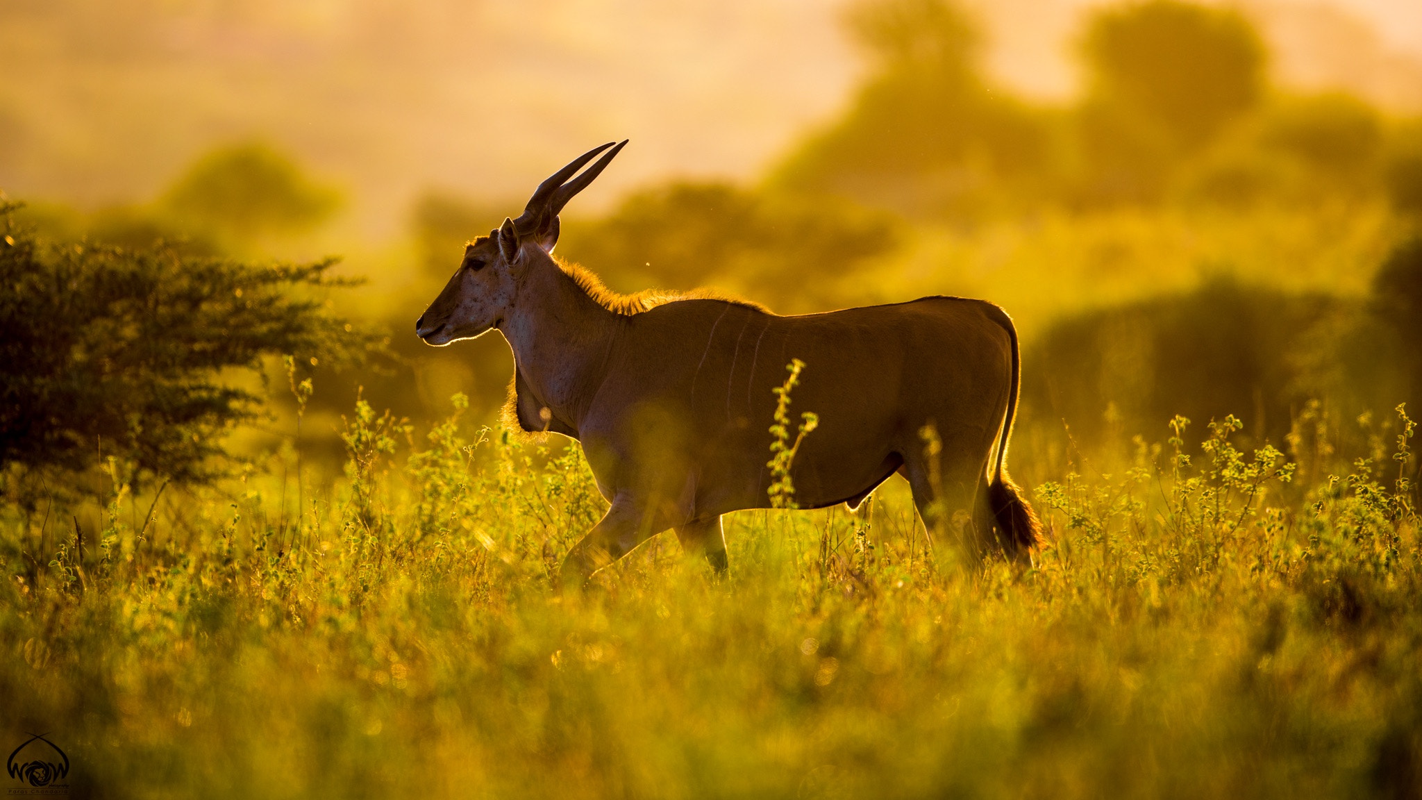 Canon EF 400mm F2.8L IS II USM sample photo. The golden eland photography