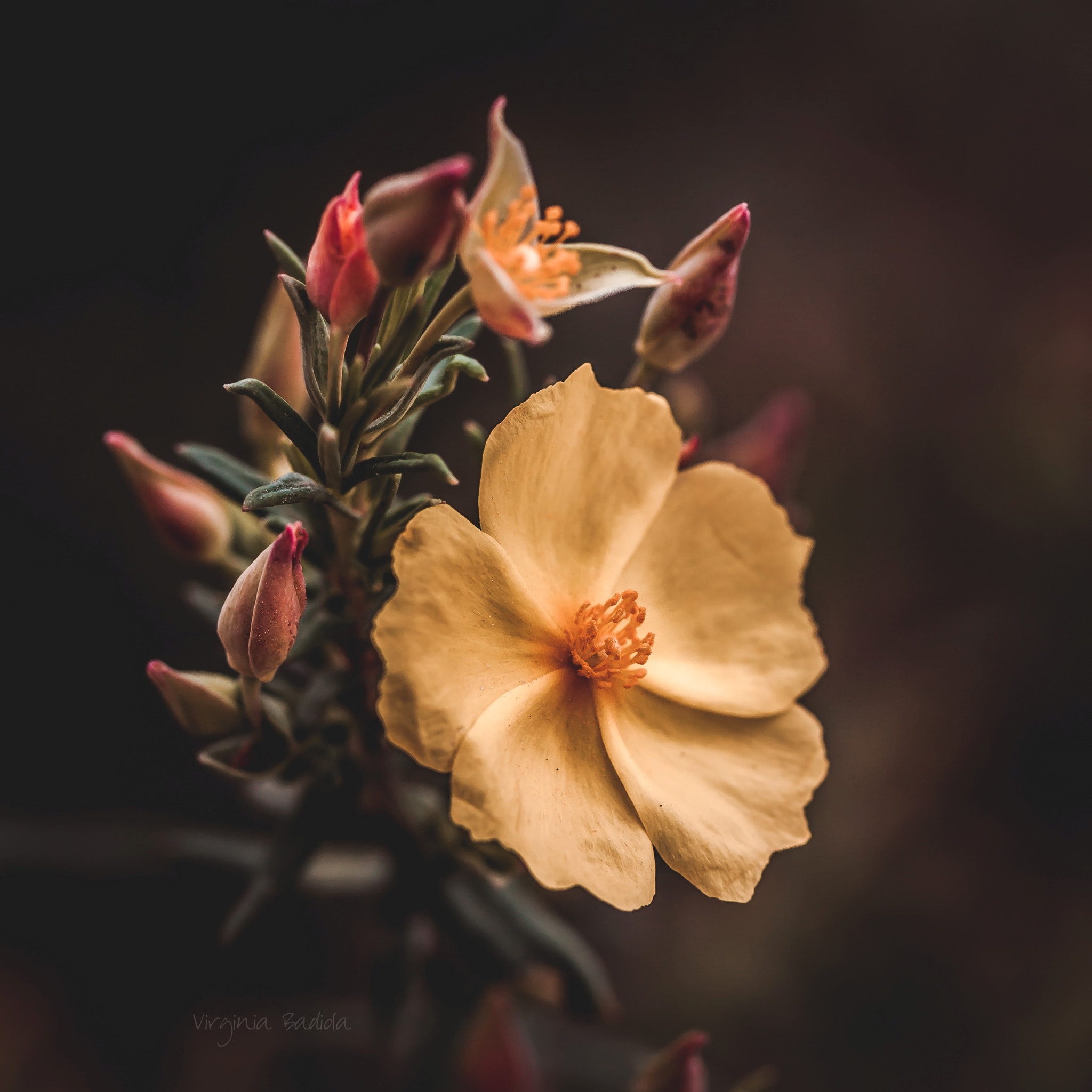 Canon EF-S 60mm F2.8 Macro USM sample photo. *** photography