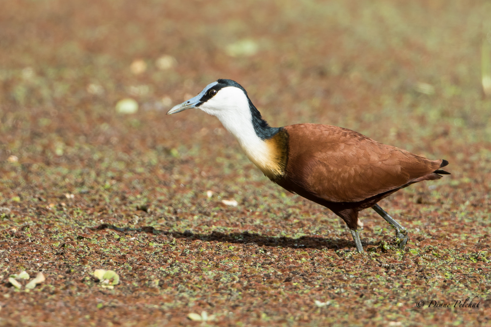 Canon EF 300mm F2.8L IS II USM sample photo. African jacana - jacana à poitrine dorée photography