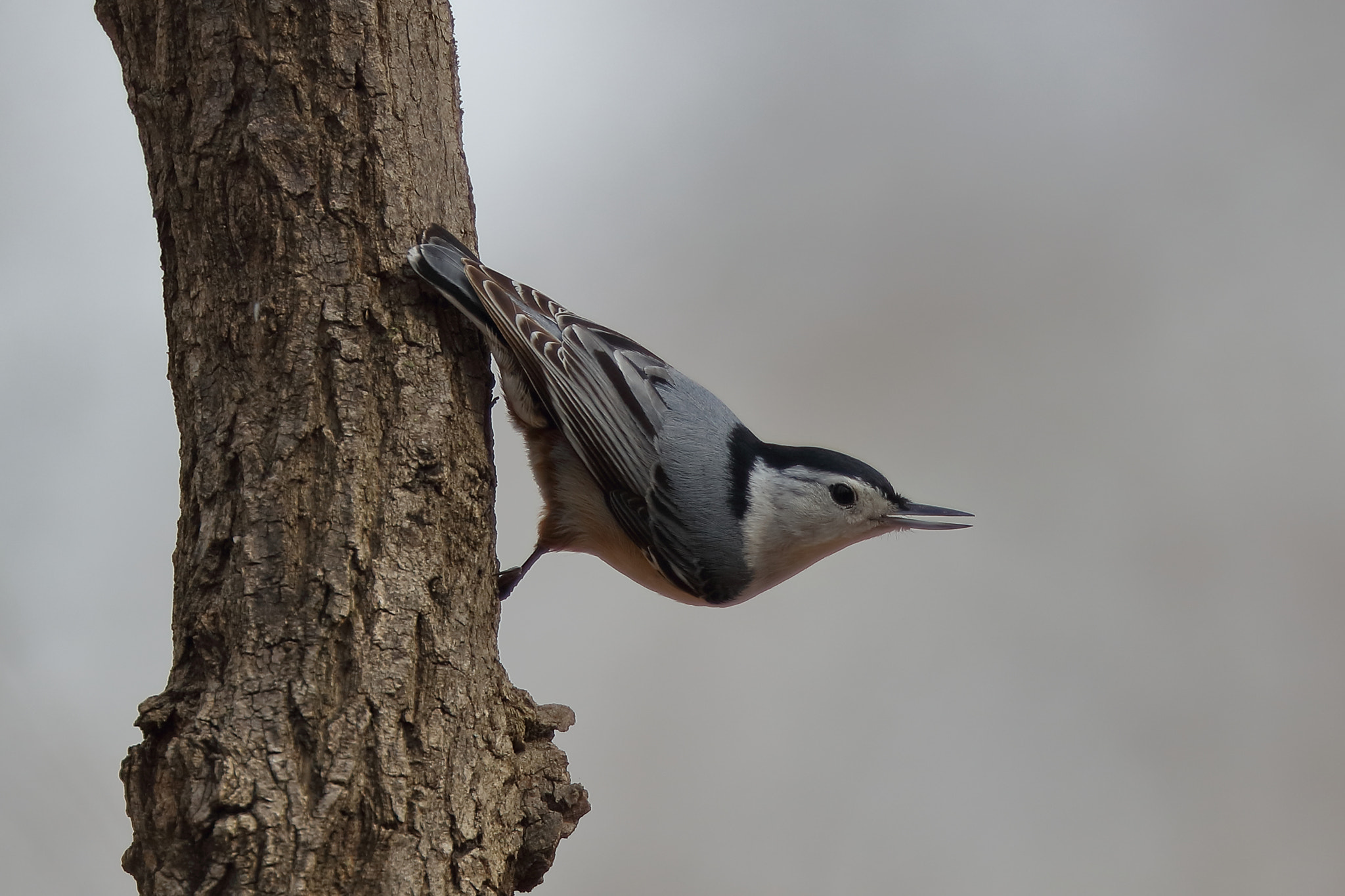 Canon EOS 5DS R + Canon EF 200mm F2L IS USM sample photo. White-breasted nuthatch photography