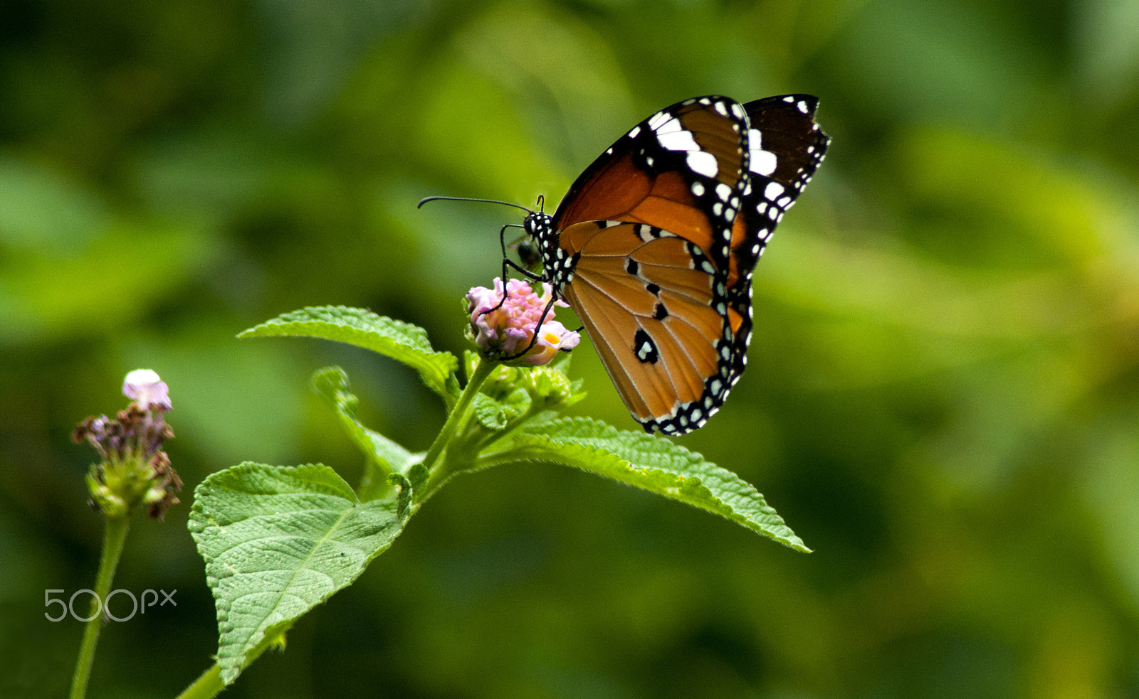 Nikon D90 sample photo. Tiger on lantana photography