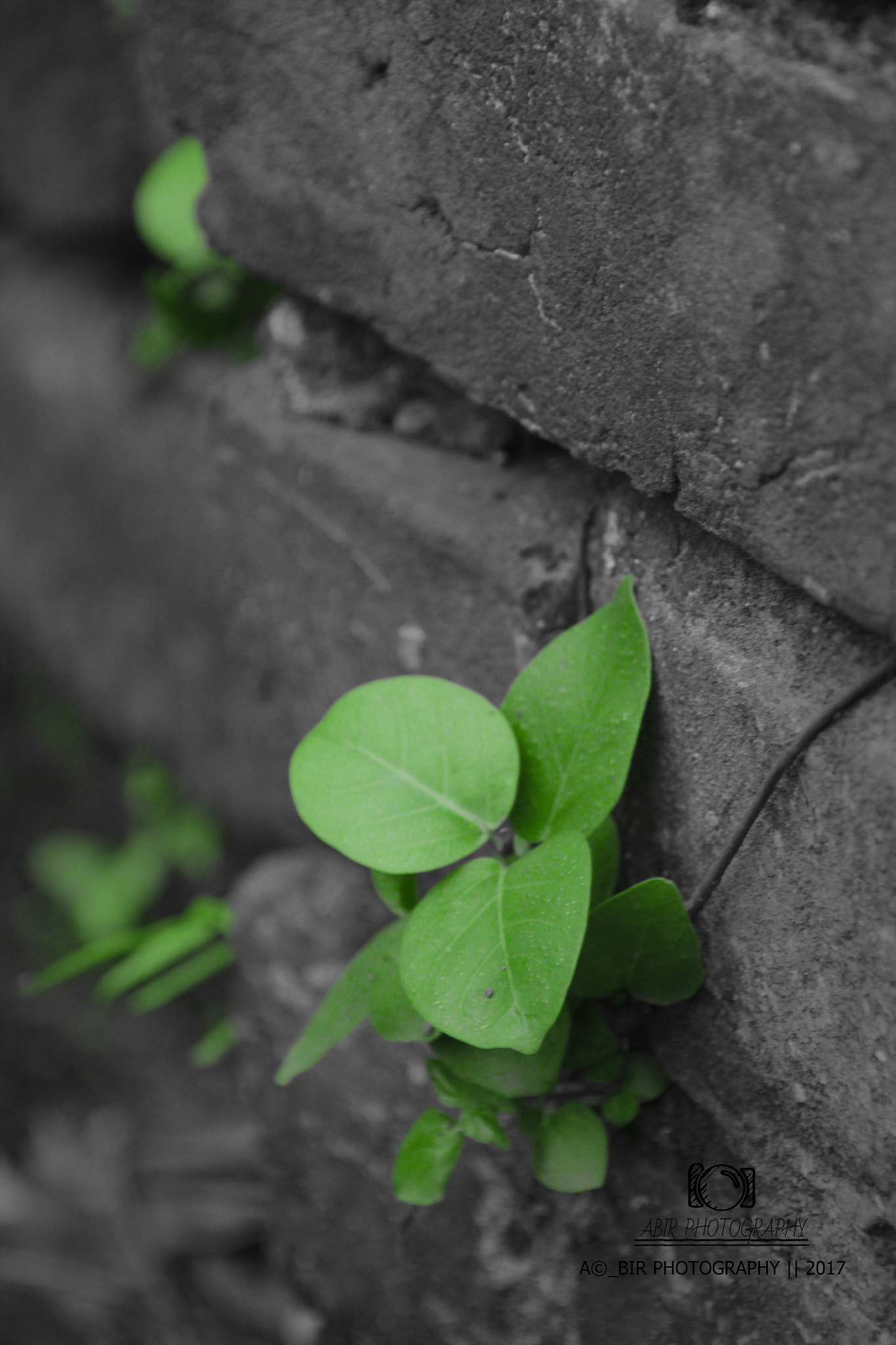 Sigma 18-200mm f/3.5-6.3 DC OS sample photo. Nature photography