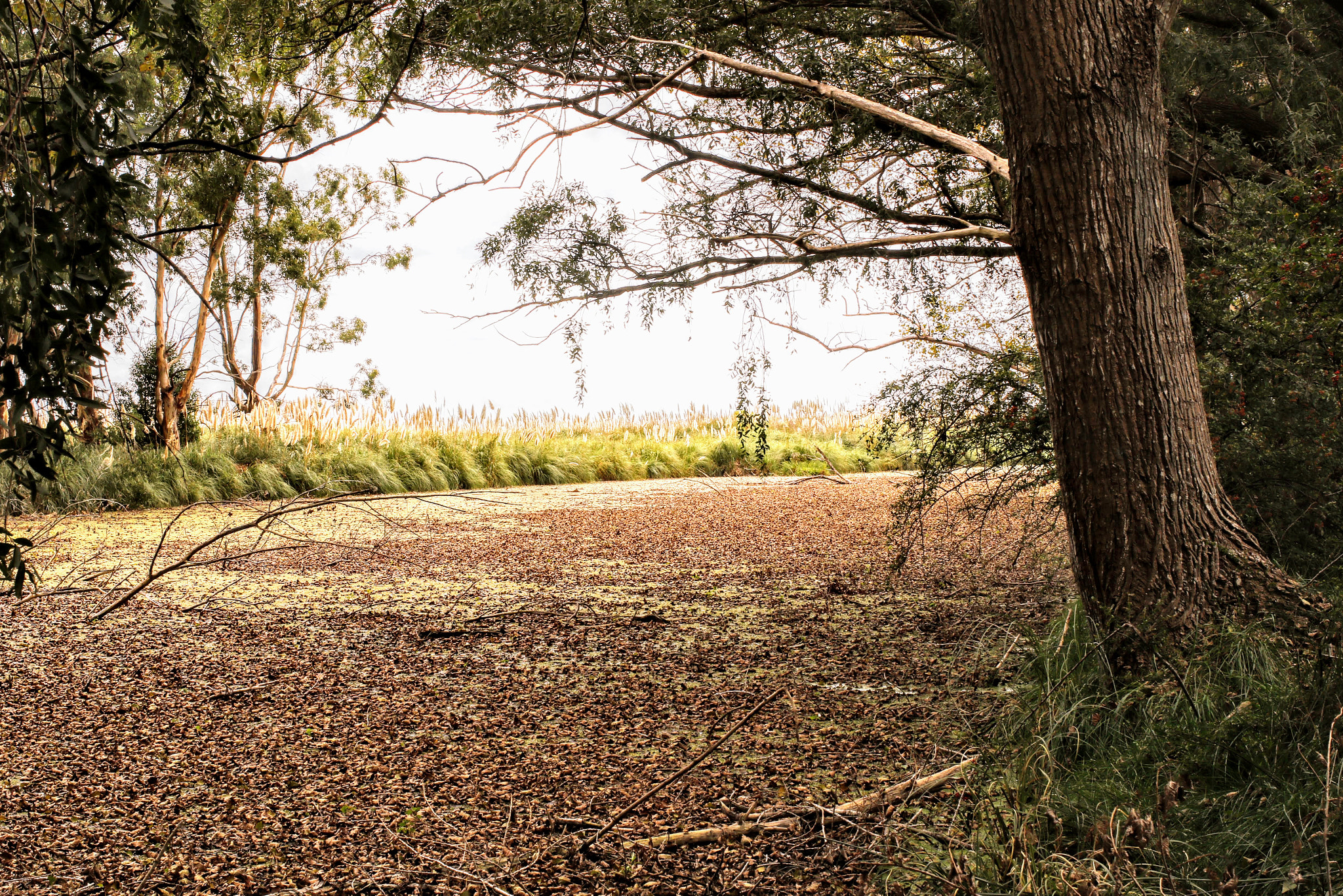 Canon EF 40mm F2.8 STM sample photo. Otoño  photography
