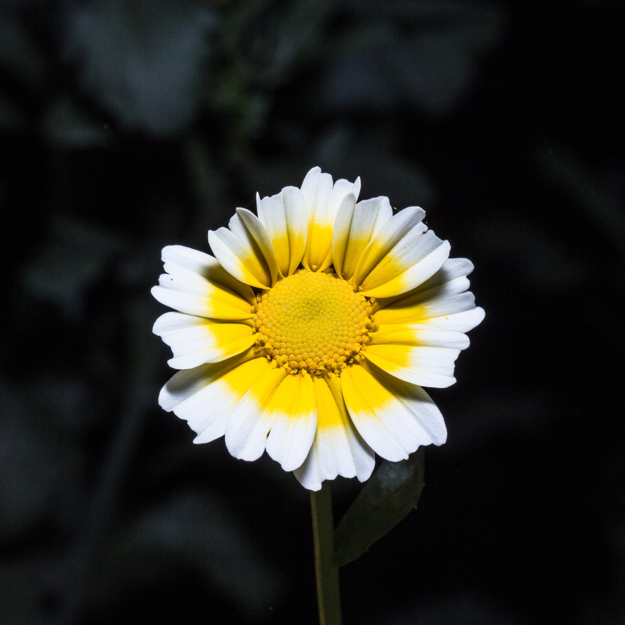 Canon EOS 700D (EOS Rebel T5i / EOS Kiss X7i) + Tamron SP AF 90mm F2.8 Di Macro sample photo. Lovely~ photography