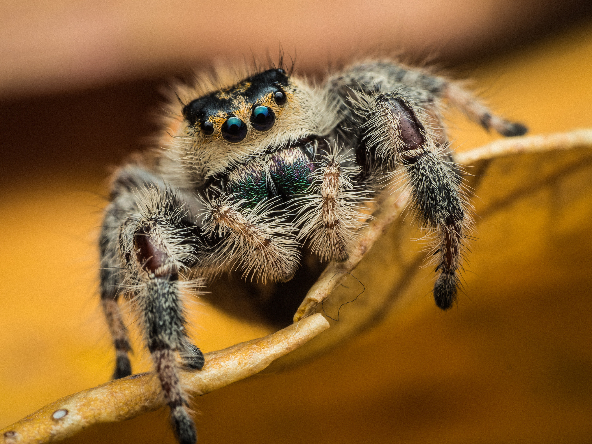 Olympus M.Zuiko Digital ED 60mm F2.8 Macro sample photo. Phidippus regius photography