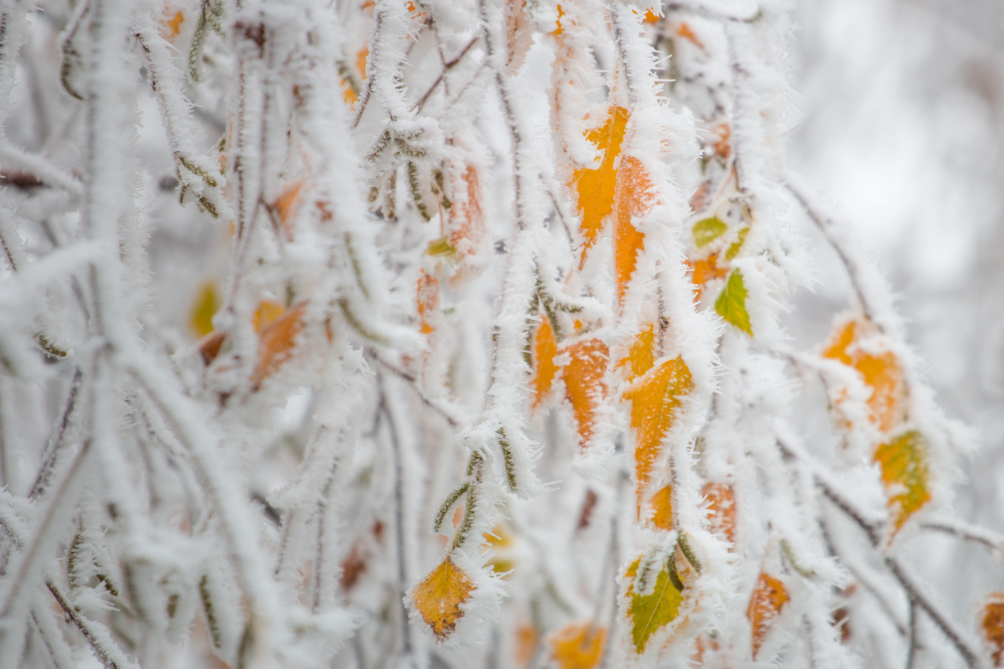Canon EOS 70D + Canon EF 70-200mm F4L USM sample photo. Frozen leaves composition photography