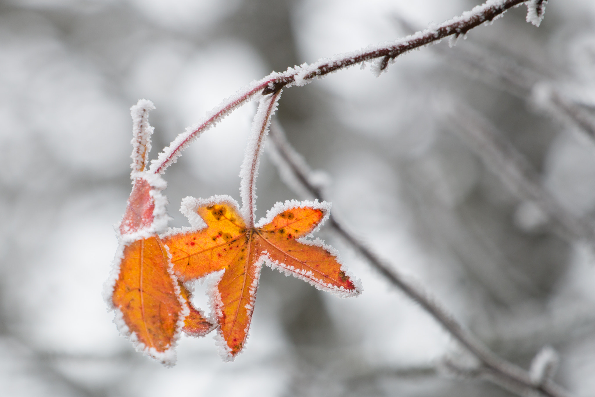 Canon EOS 70D + Canon EF 70-200mm F4L USM sample photo. Orange frozen photography