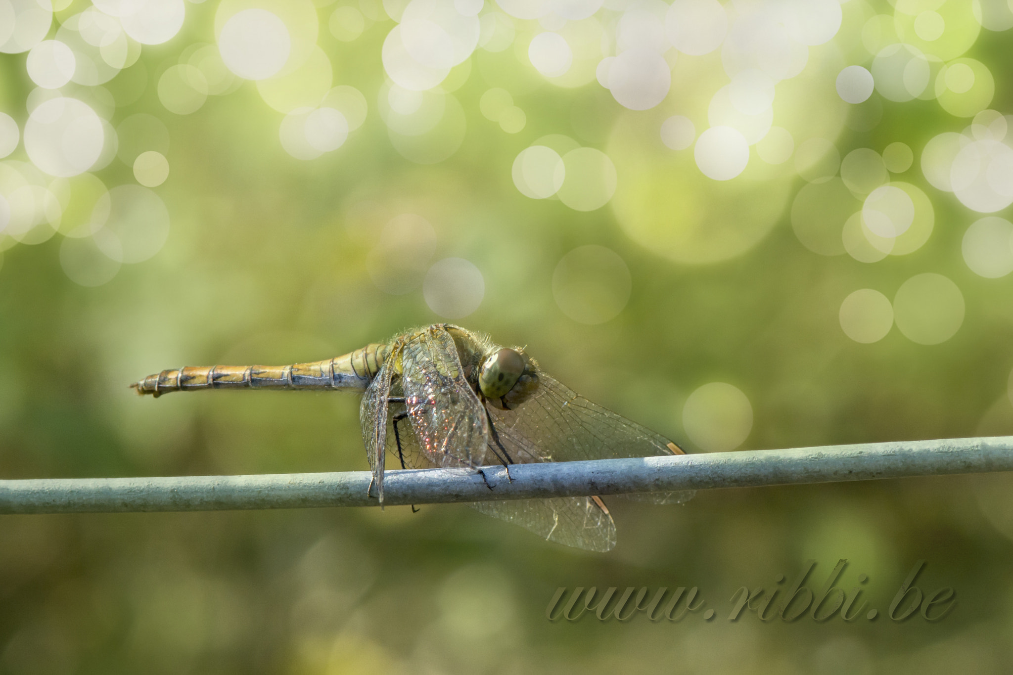 Nikon AF-S Micro-Nikkor 105mm F2.8G IF-ED VR sample photo. Balancing photography
