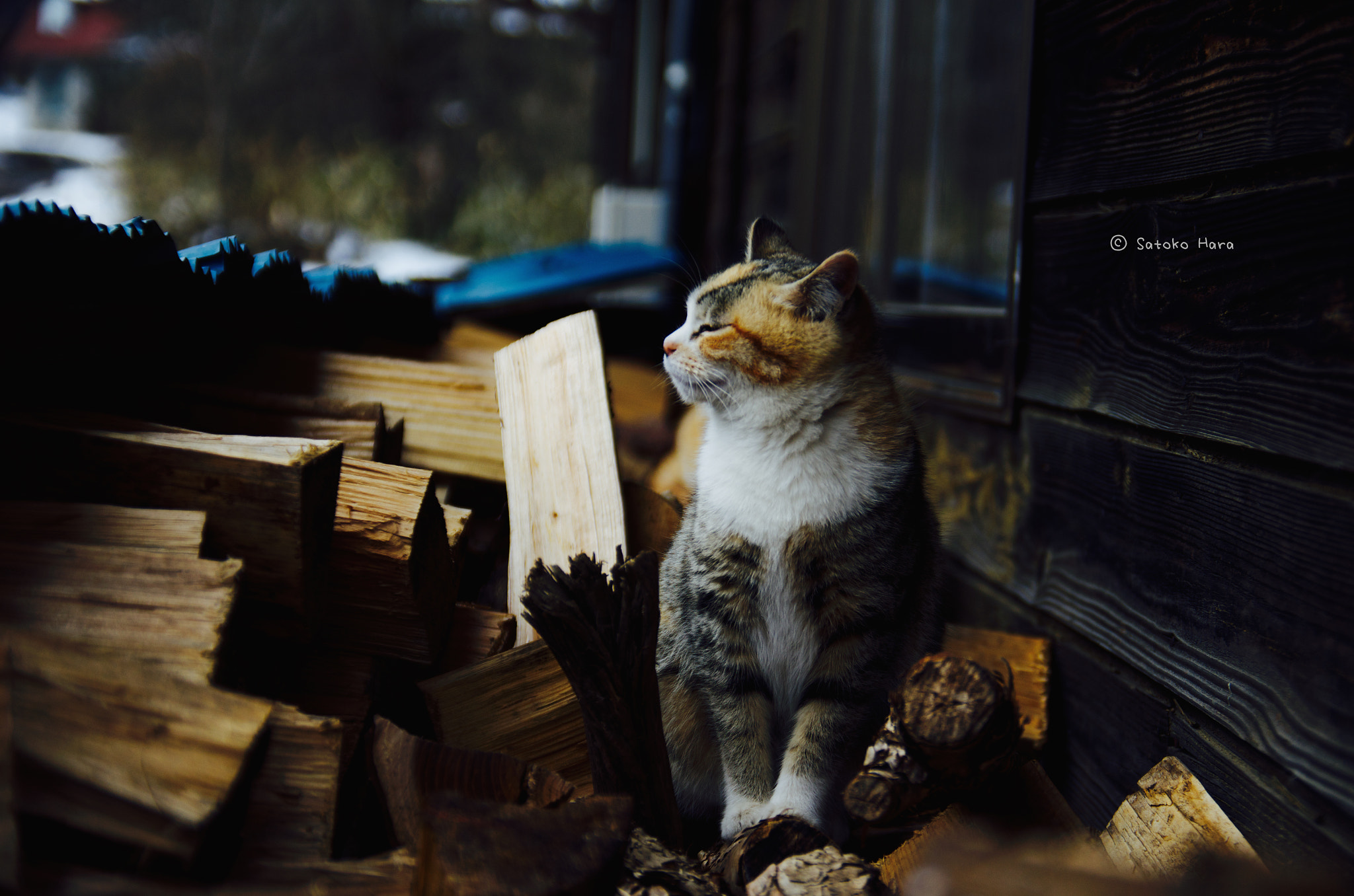Pentax smc DA* 16-50mm F2.8 ED AL (IF) SDM sample photo. The cat living in the ranch photography
