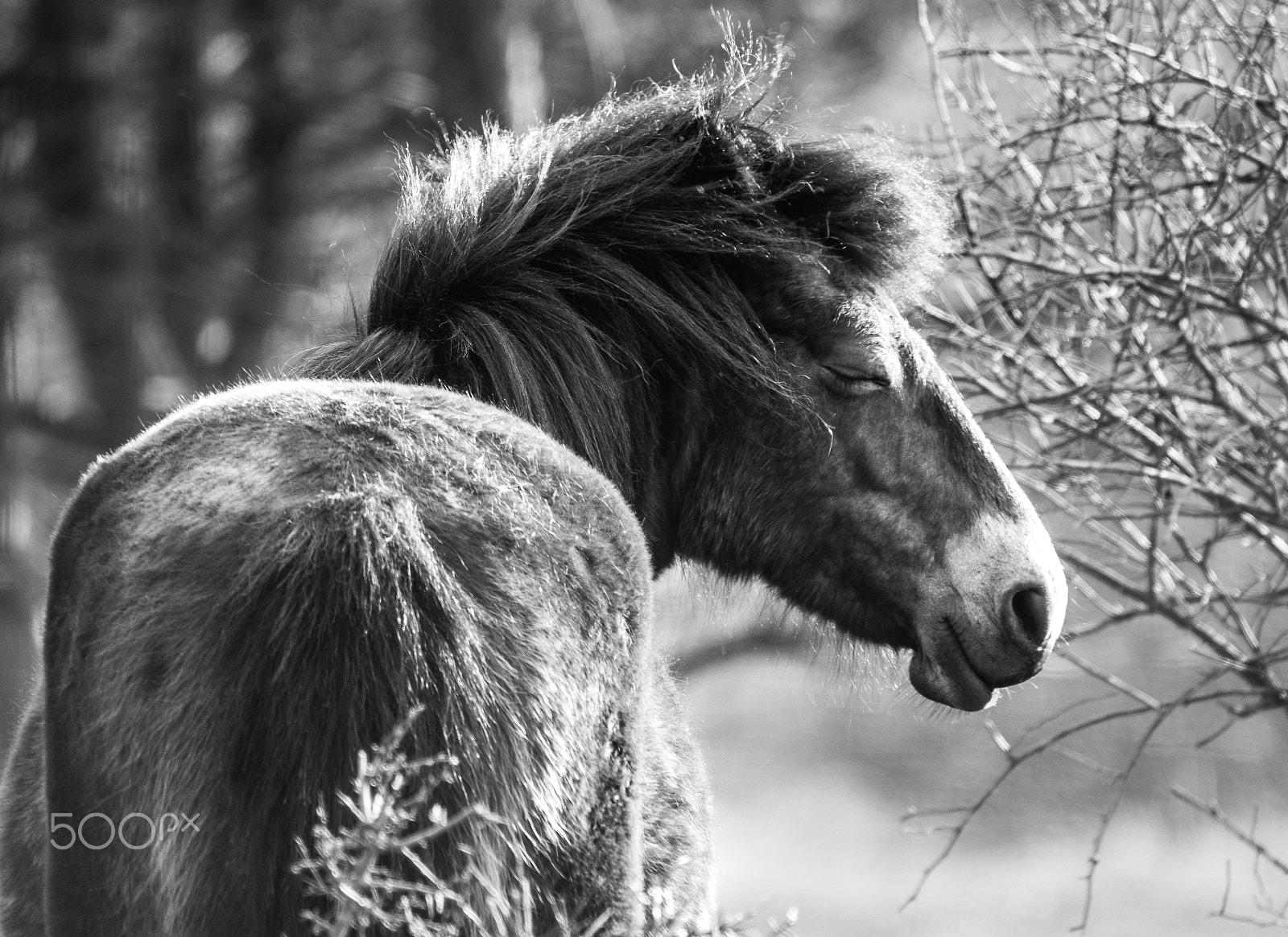 Nikon D7100 sample photo. Exmoore pony. photography