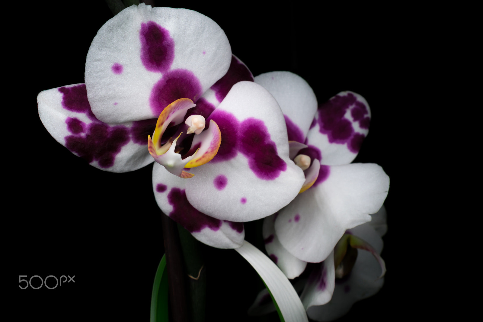 Nikon D3400 sample photo. Phalaenopsis (moth orchid / orchidée papillon) photography