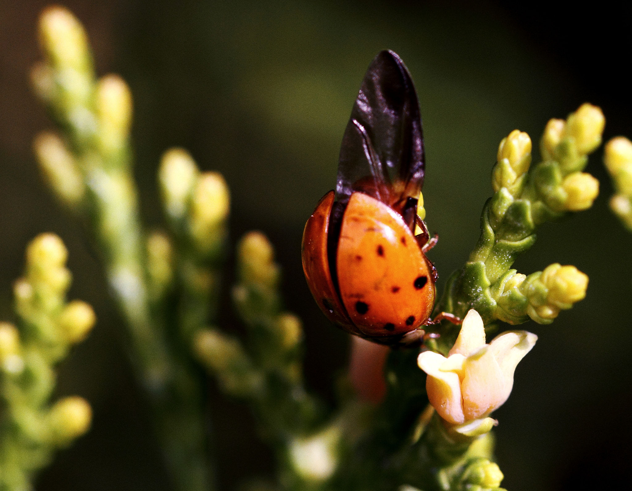 Canon EF 100mm F2.8L Macro IS USM sample photo. Soft landing photography