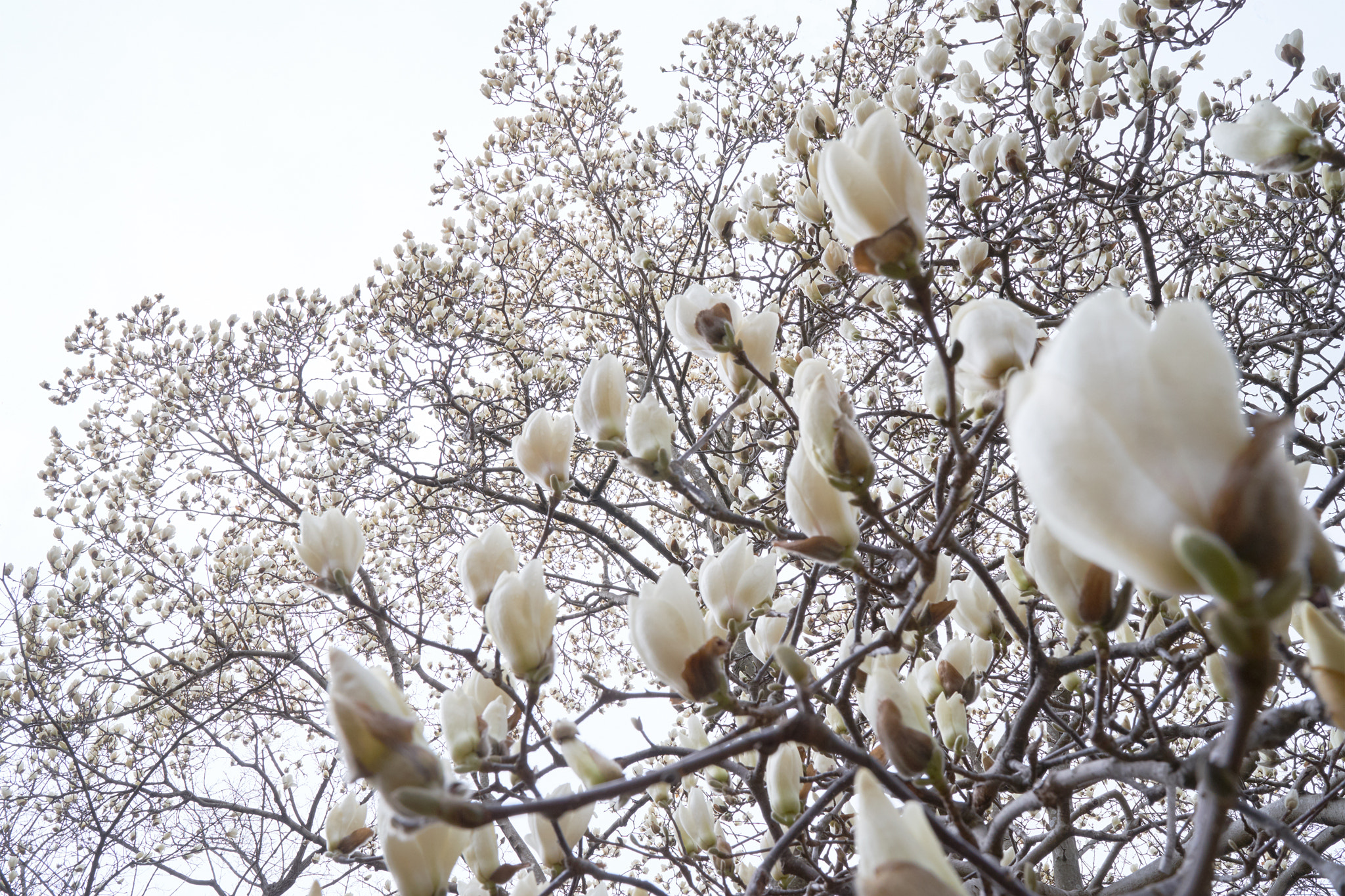 Sony a7 II + Sony Distagon T* FE 35mm F1.4 ZA sample photo. White magnolia in full blossom photography