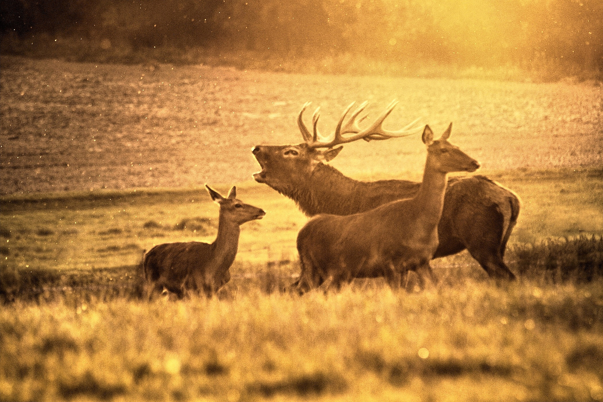 Canon EF 70-300mm F4-5.6 IS USM sample photo. Magic hour photography
