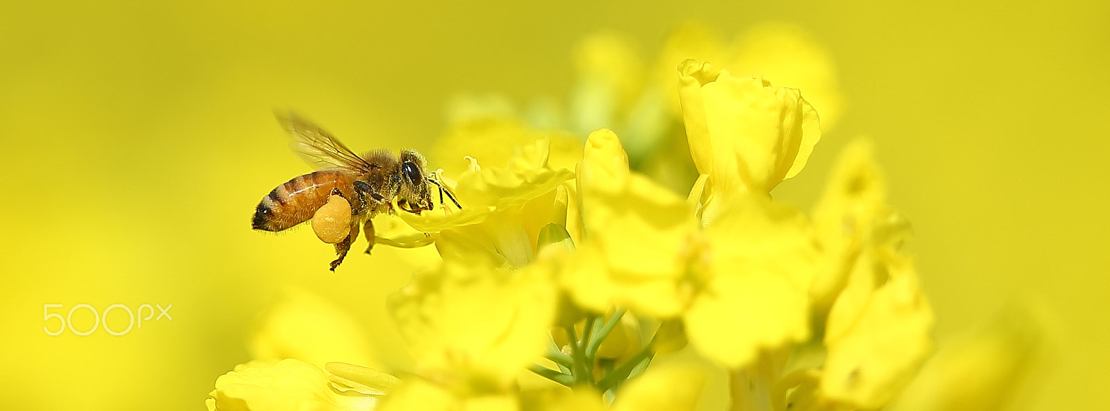 Canon EOS-1D X + Canon EF 400mm F2.8L IS II USM sample photo. 蜜蜂采蜜 photography