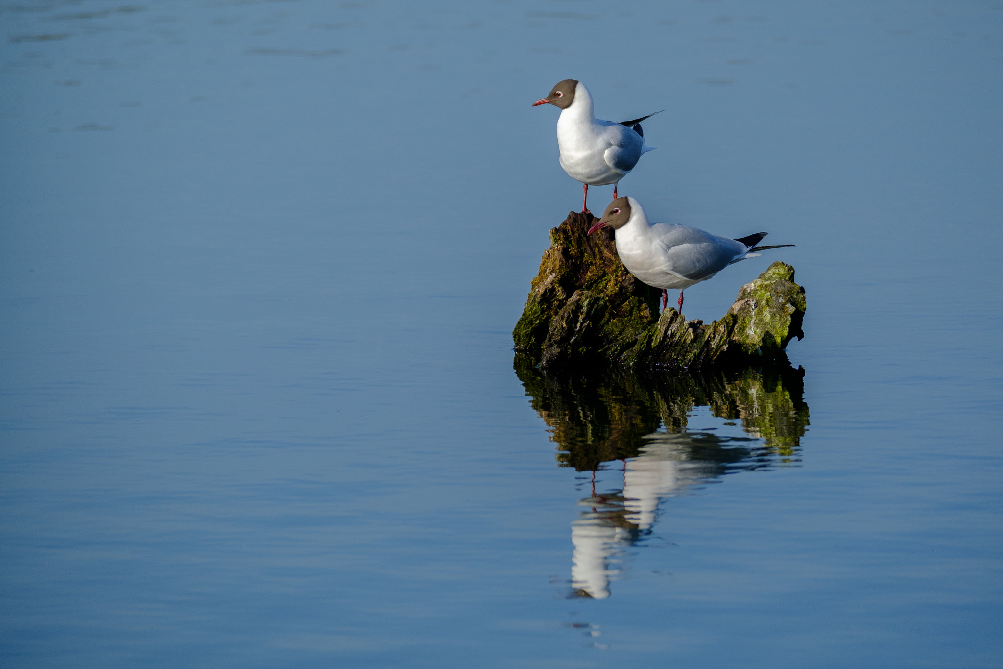 Fujifilm XF 100-400mm F4.5-5.6 R LM OIS WR sample photo. Mouettes photography