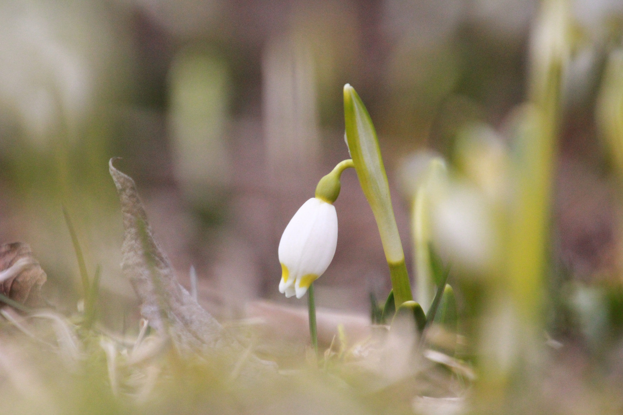 Canon EOS 650D (EOS Rebel T4i / EOS Kiss X6i) sample photo. Img photography