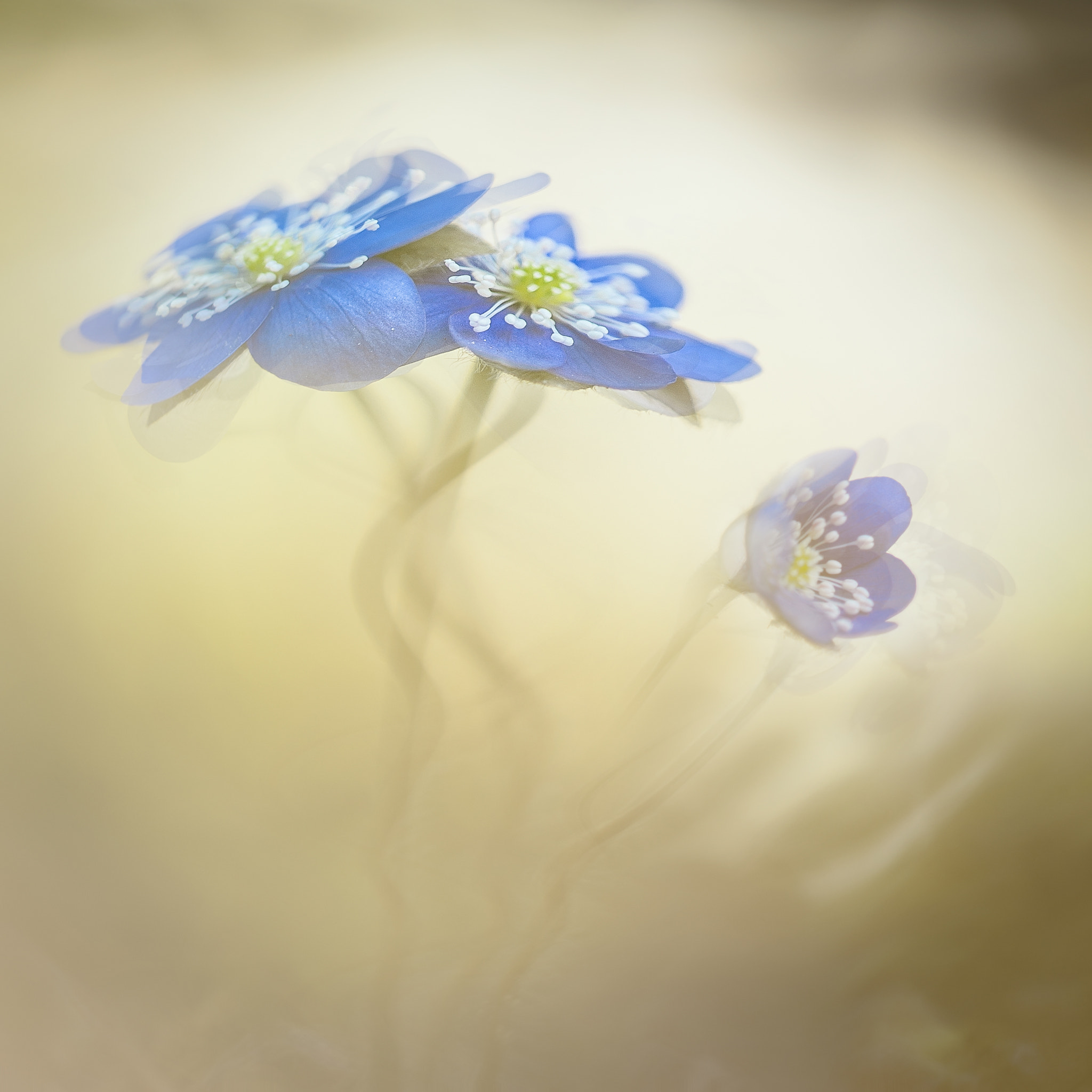 Sigma 150mm F2.8 EX DG Macro HSM sample photo. Liverleaf............. photography