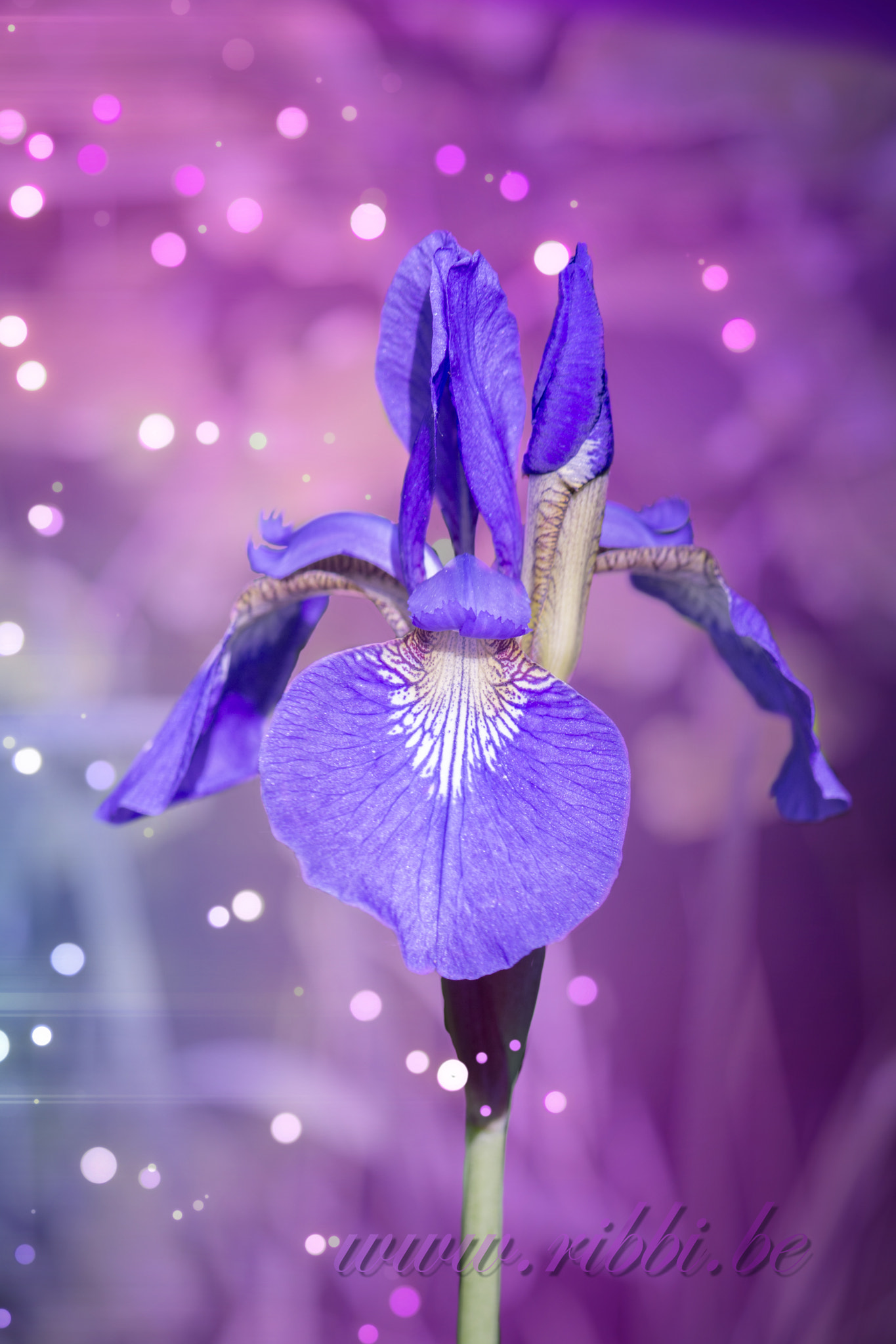 Nikon AF-S Micro-Nikkor 105mm F2.8G IF-ED VR sample photo. By ribbi photography