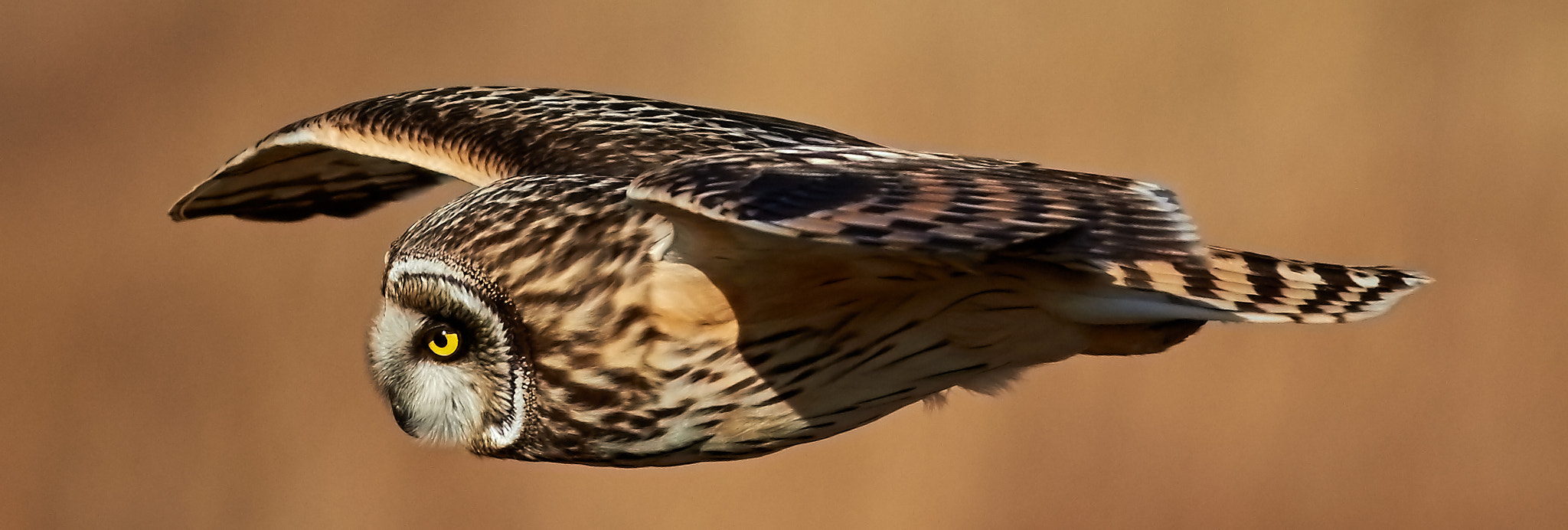 Canon EOS 7D Mark II + Canon EF 400mm F5.6L USM sample photo. Flying photography