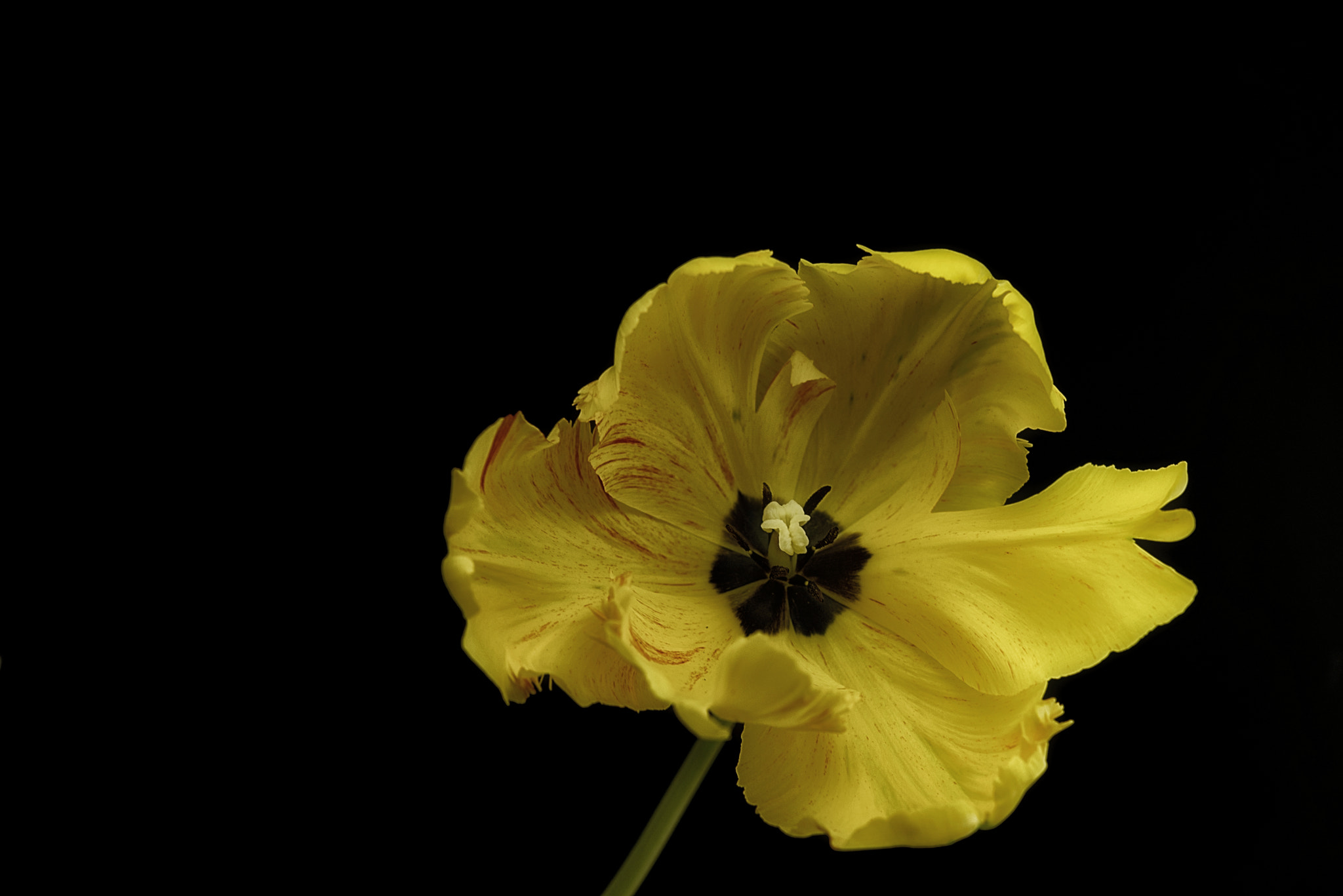 Nikon D610 sample photo. Portrait of a tulip photography
