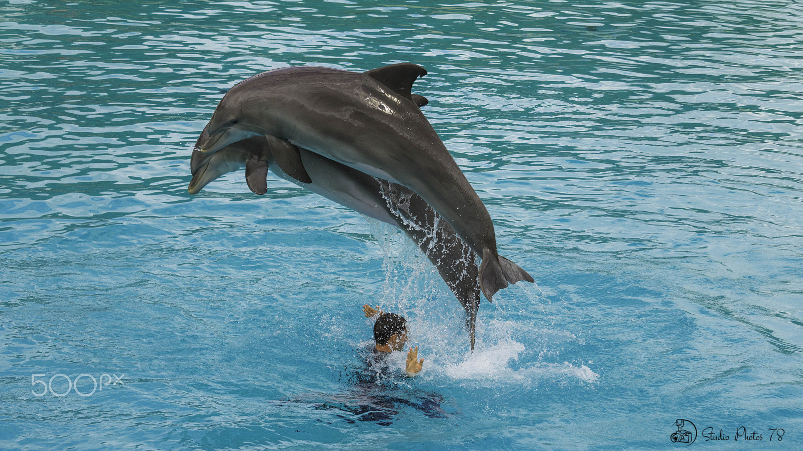 Canon EF-S 55-250mm F4-5.6 IS STM sample photo. Dauphins photography