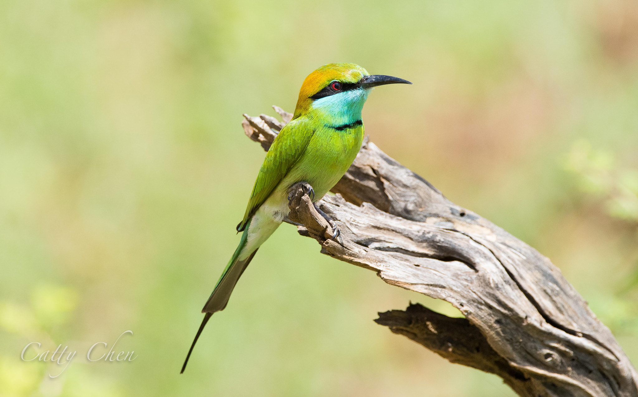 Sigma 150-600mm F5-6.3 DG OS HSM | C sample photo. Pretty in green photography