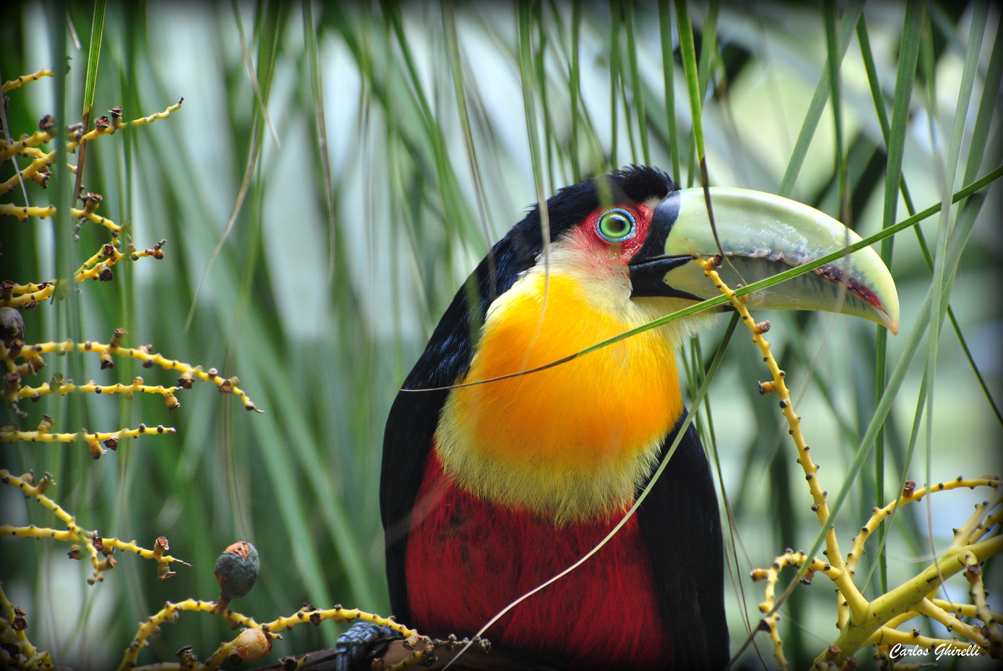Nikon D3000 sample photo. Birds of brazil- tucano de bico verde (ramphastos dicolorus), red-breasted toucan. photography