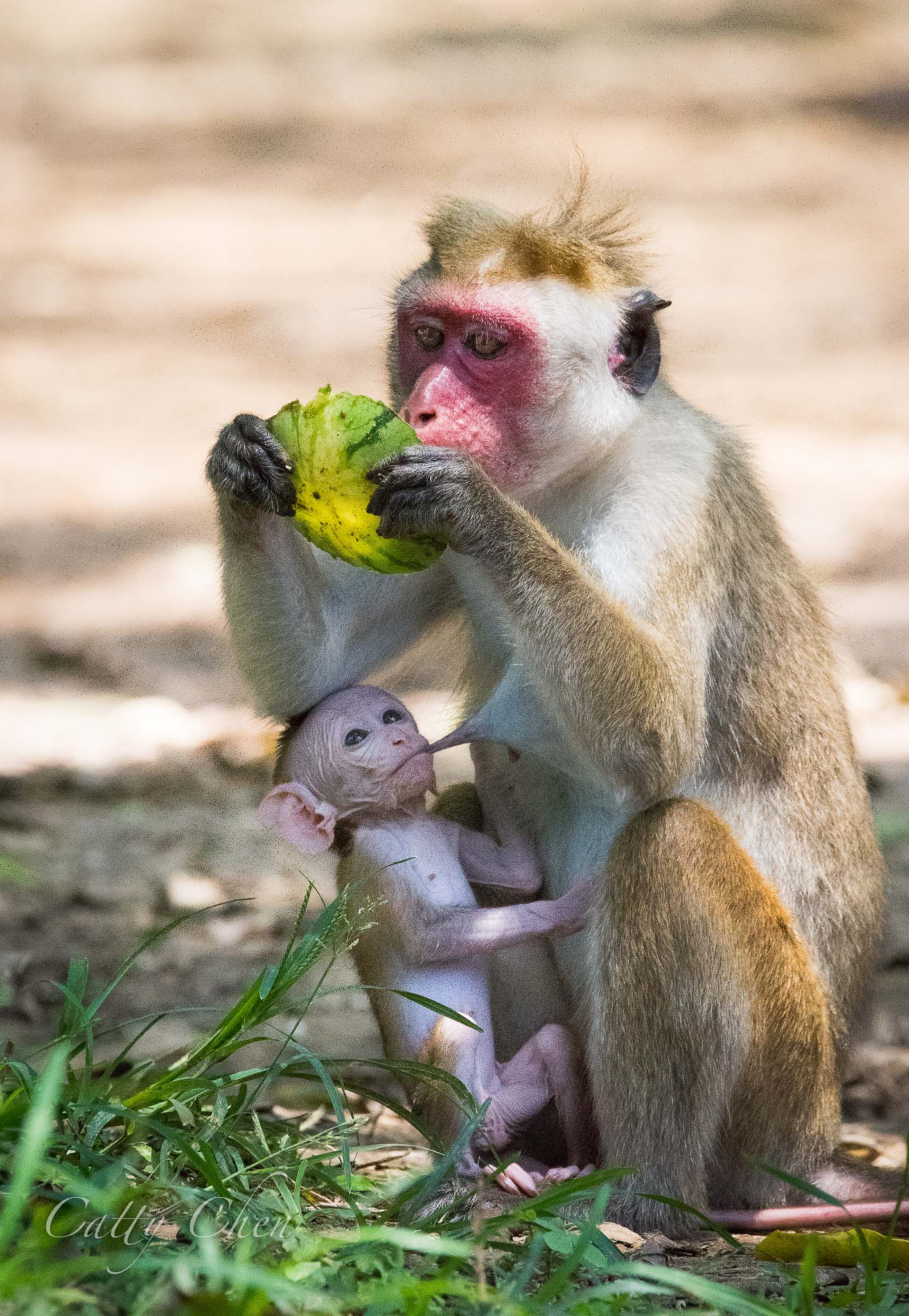 Nikon D810 sample photo. Taste better mama's milk photography