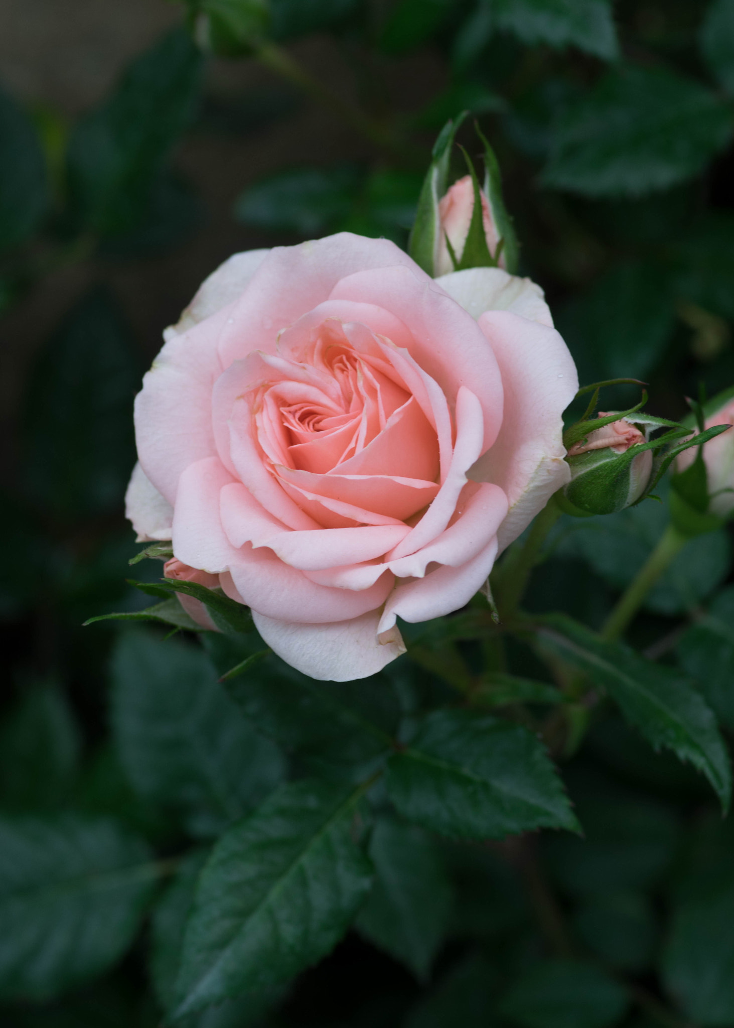 Pentax smc D-FA 100mm F2.8 Macro WR sample photo