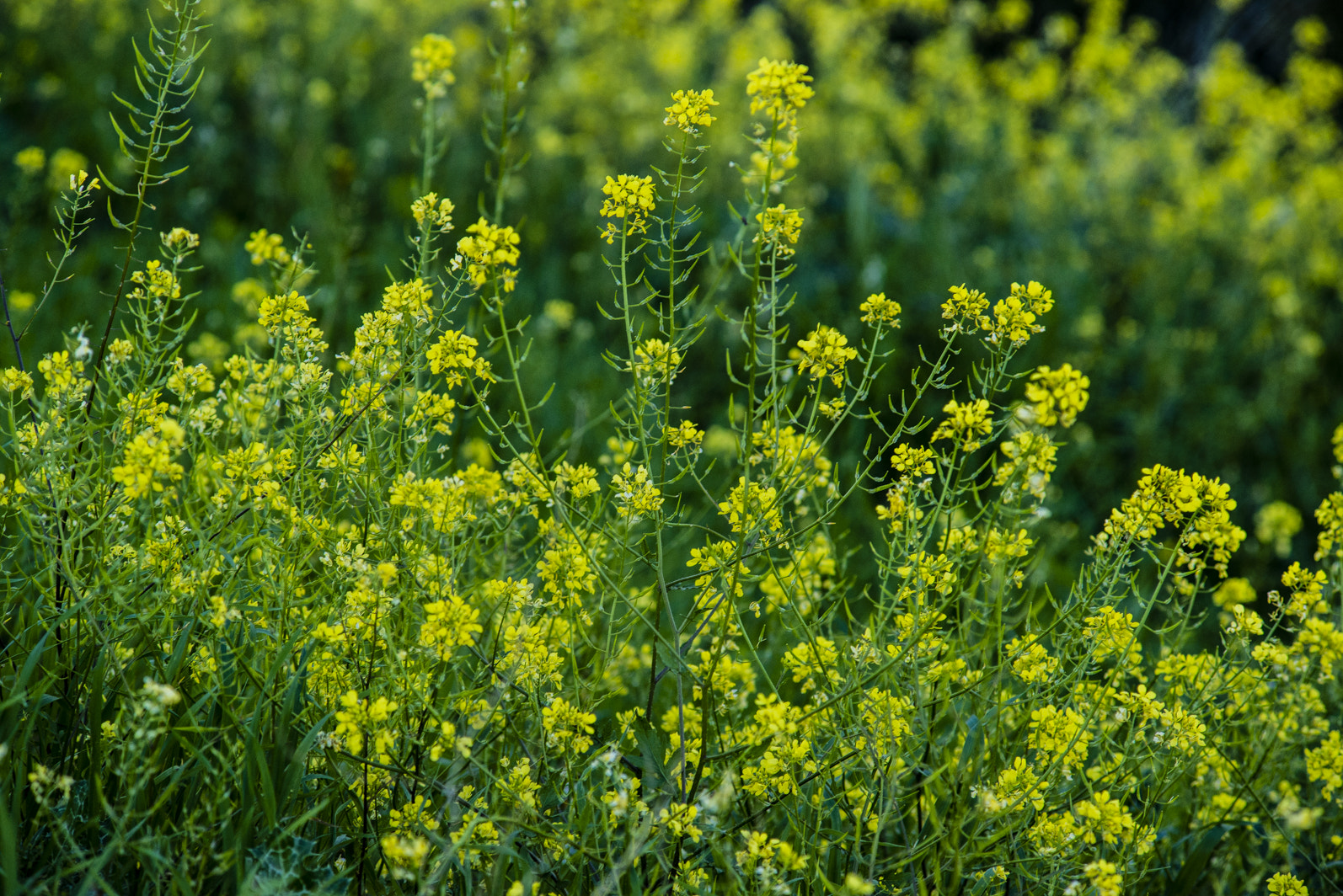 Nikon D800 + AF Zoom-Nikkor 70-210mm f/4 sample photo. Green is the color of the spring photography