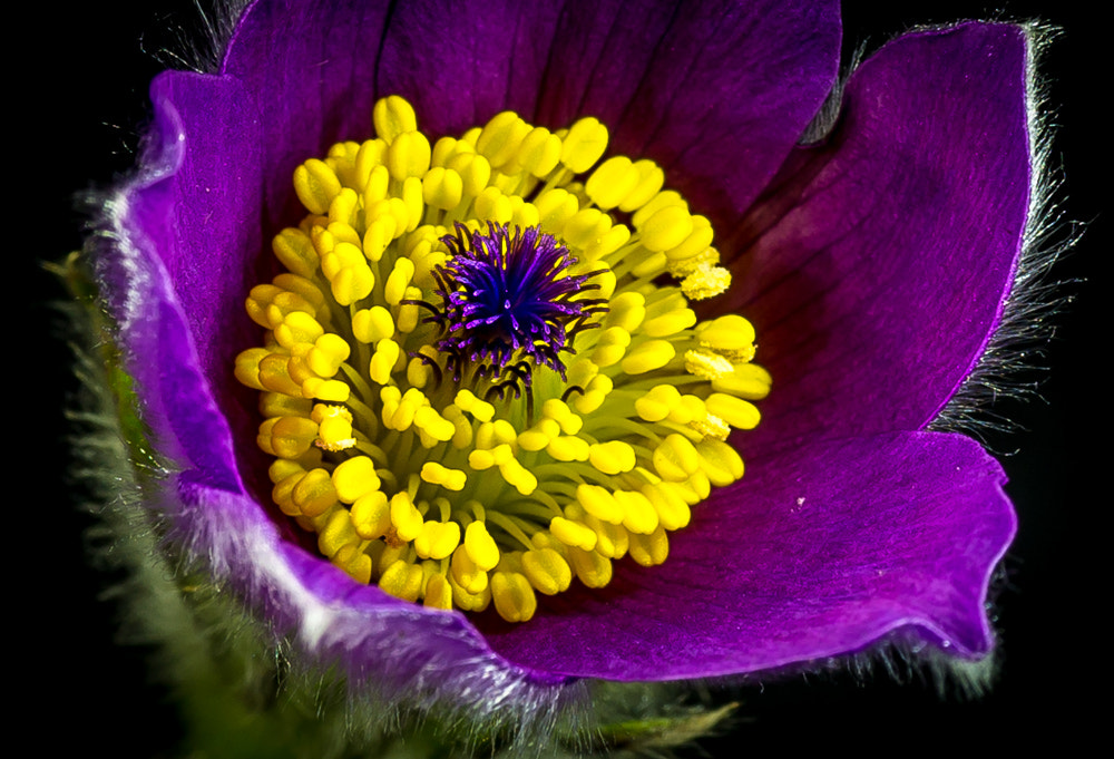 Sony Cyber-shot DSC-RX1 + 35mm F2.0 sample photo. Pulsatilla photography
