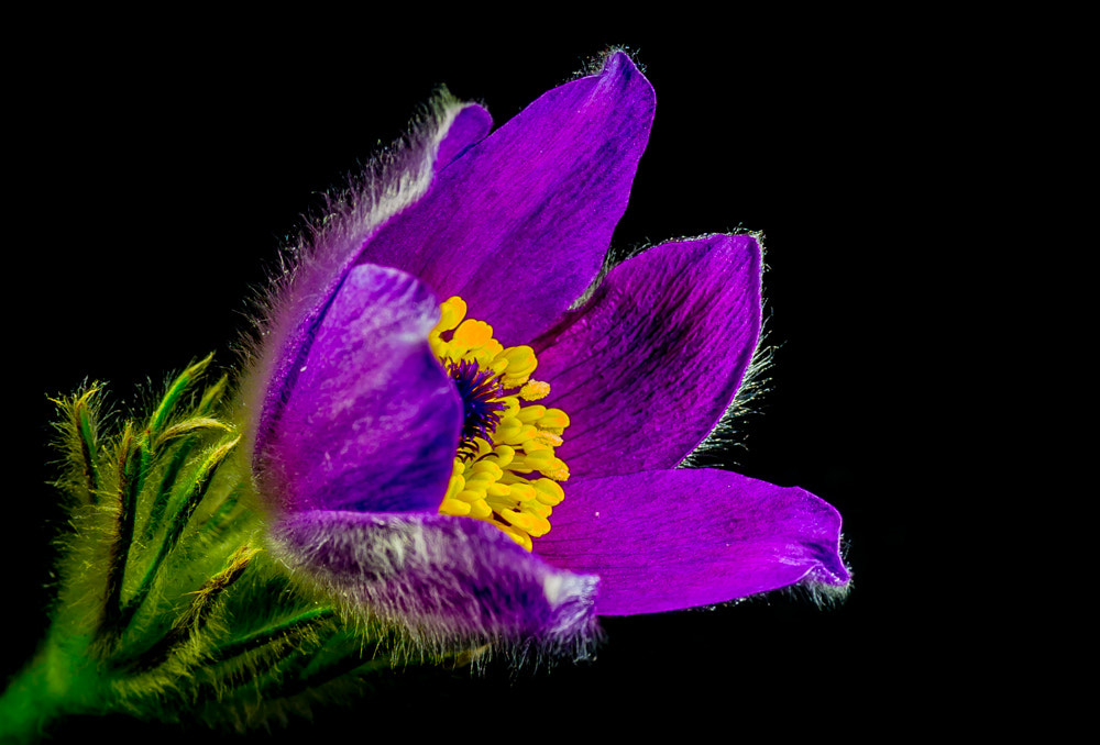 Sony Cyber-shot DSC-RX1 sample photo. Pulsatilla photography