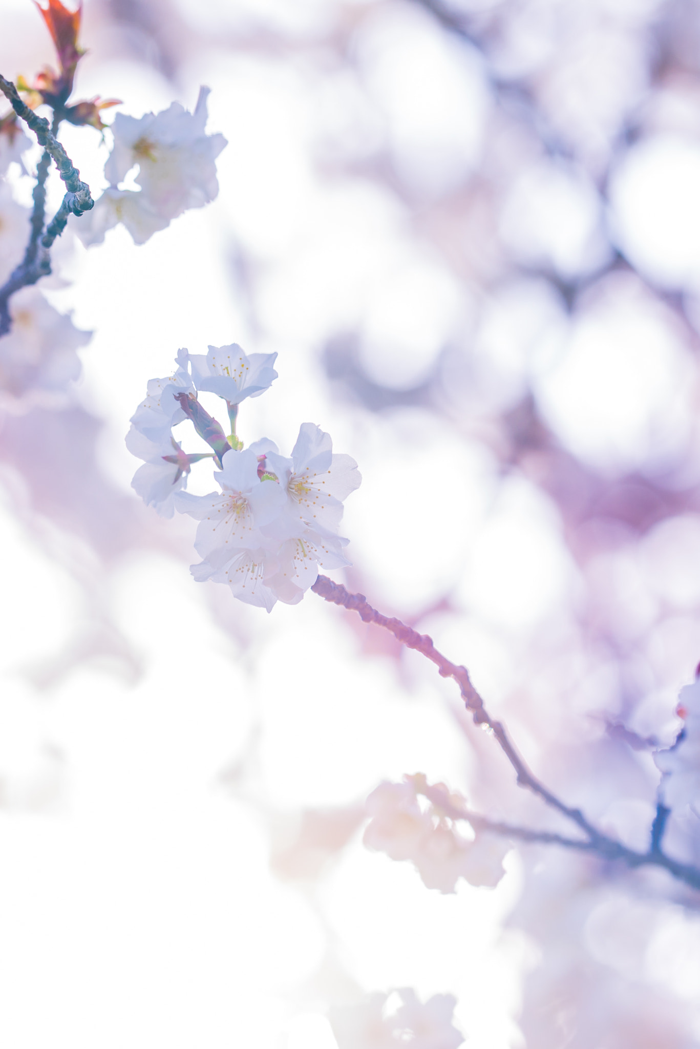 Nikon D750 sample photo. Cherry blossom photography