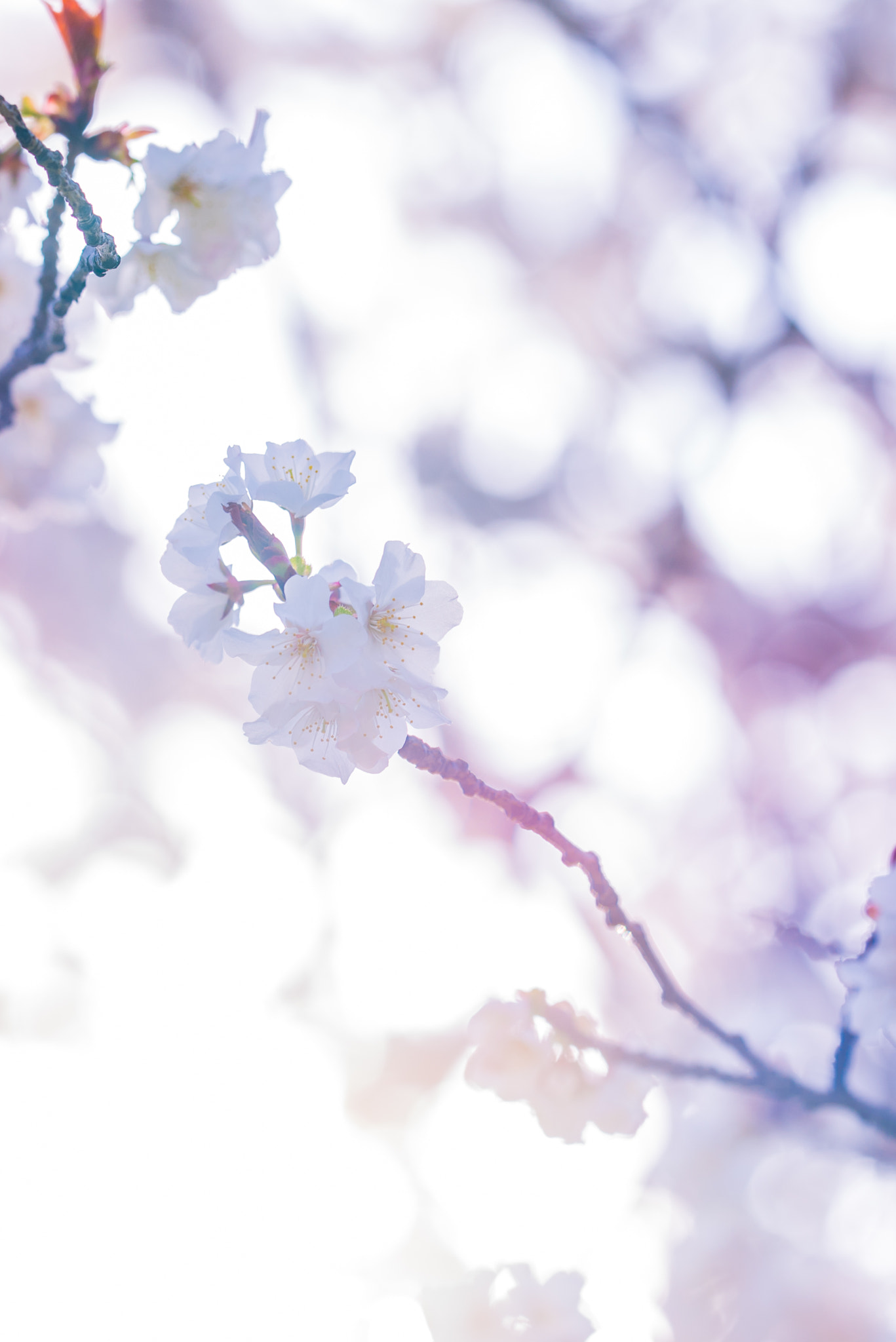 Sigma 150mm F2.8 EX DG OS Macro HSM sample photo. Cherry blossom photography
