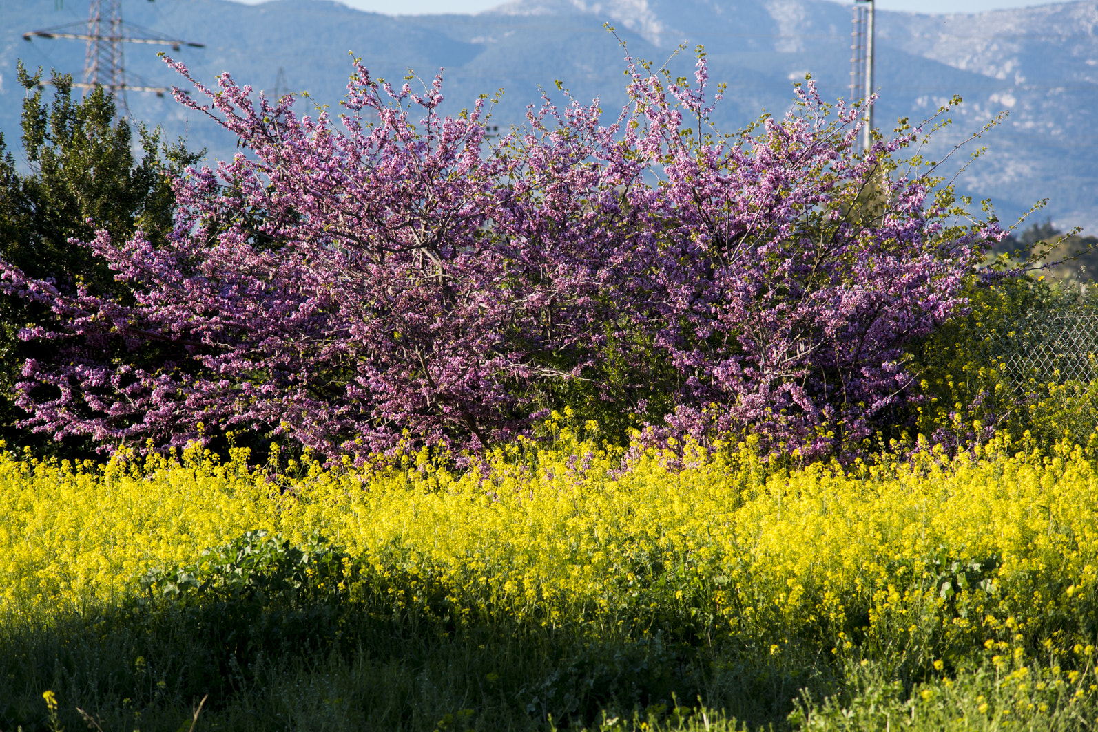 AF Zoom-Nikkor 70-210mm f/4 sample photo. The wonderful colors of spring photography